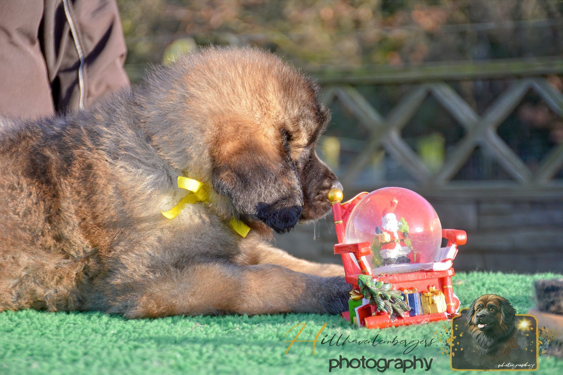 Puppy with a yellow collar looking at a snow globe on a green surface.