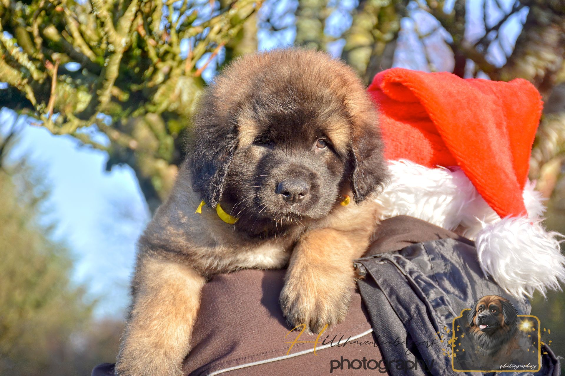 Fluffy brown puppy wearing a yellow collar and Santa hat, resting on someone's shoulder outside.