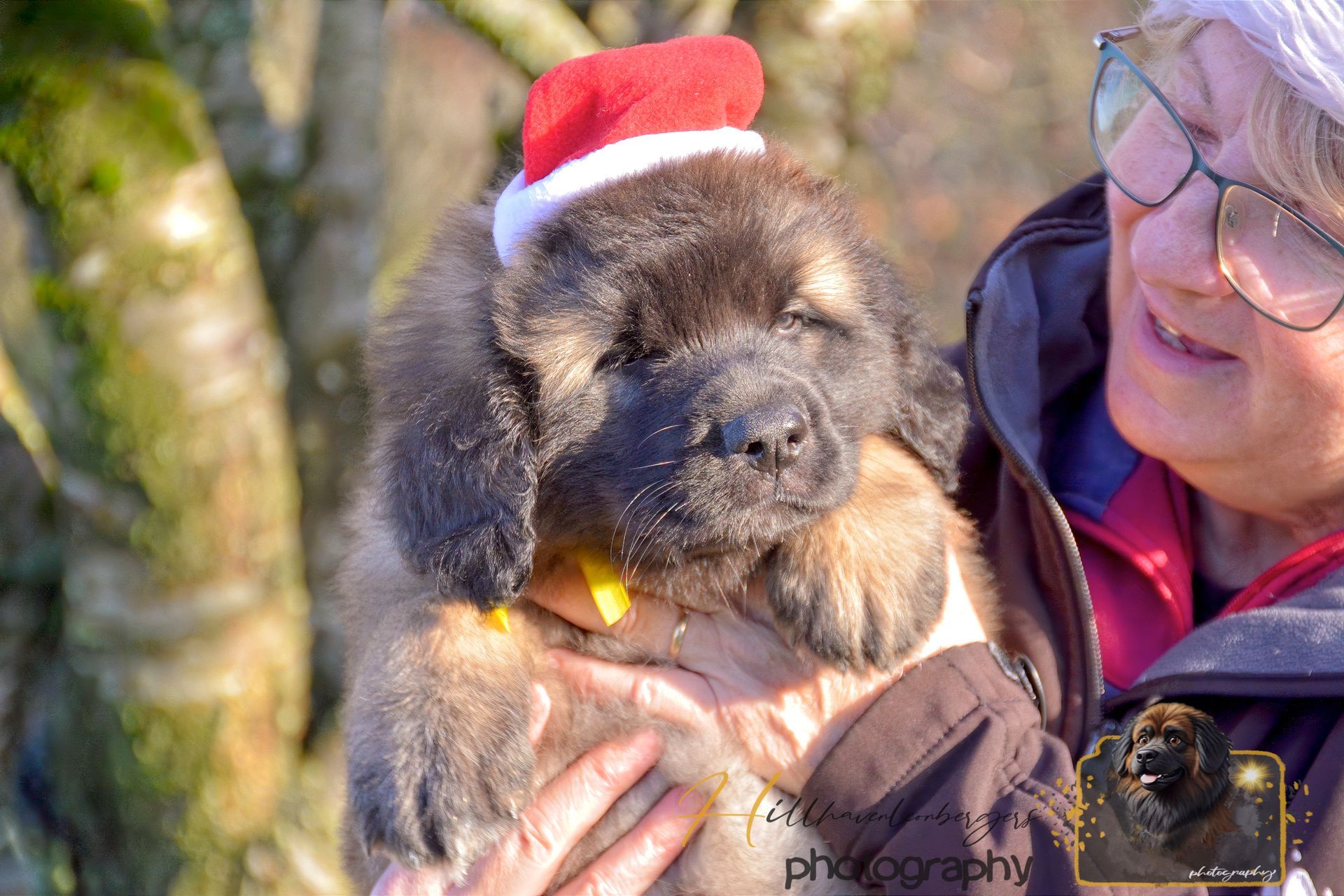 Fluffy puppy in a Santa hat held by a person outdoors. The puppy is brown and black.