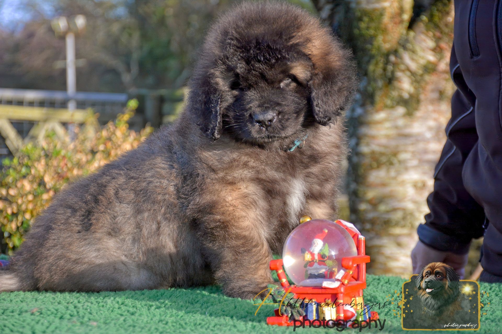 Fluffy brown puppy sits next to a Christmas snow globe on a green surface outdoors.