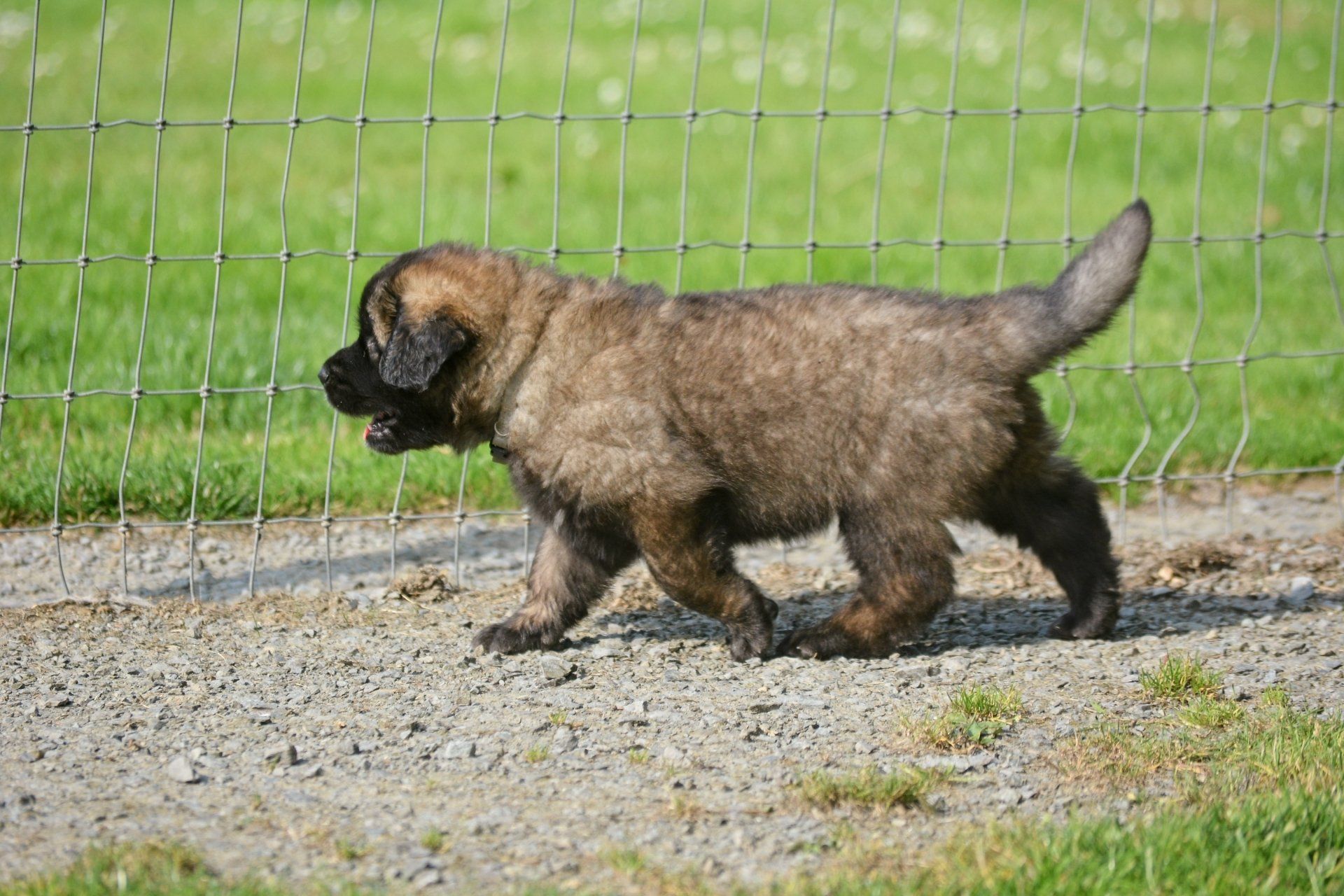 Hillhavenleonbergers leonbergers