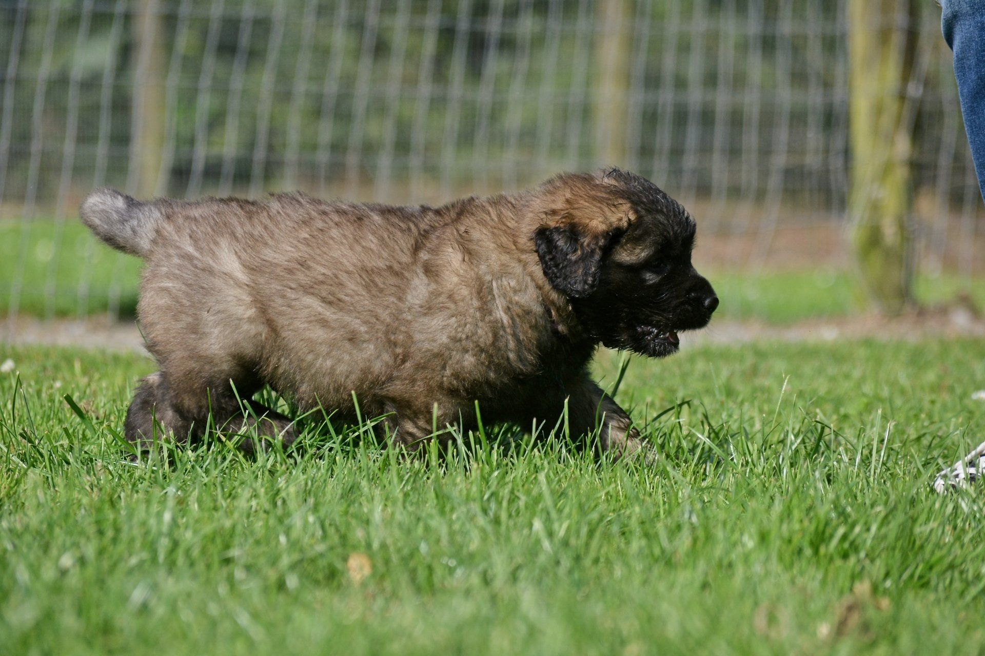 Hillhavenleonbergers leonbergers