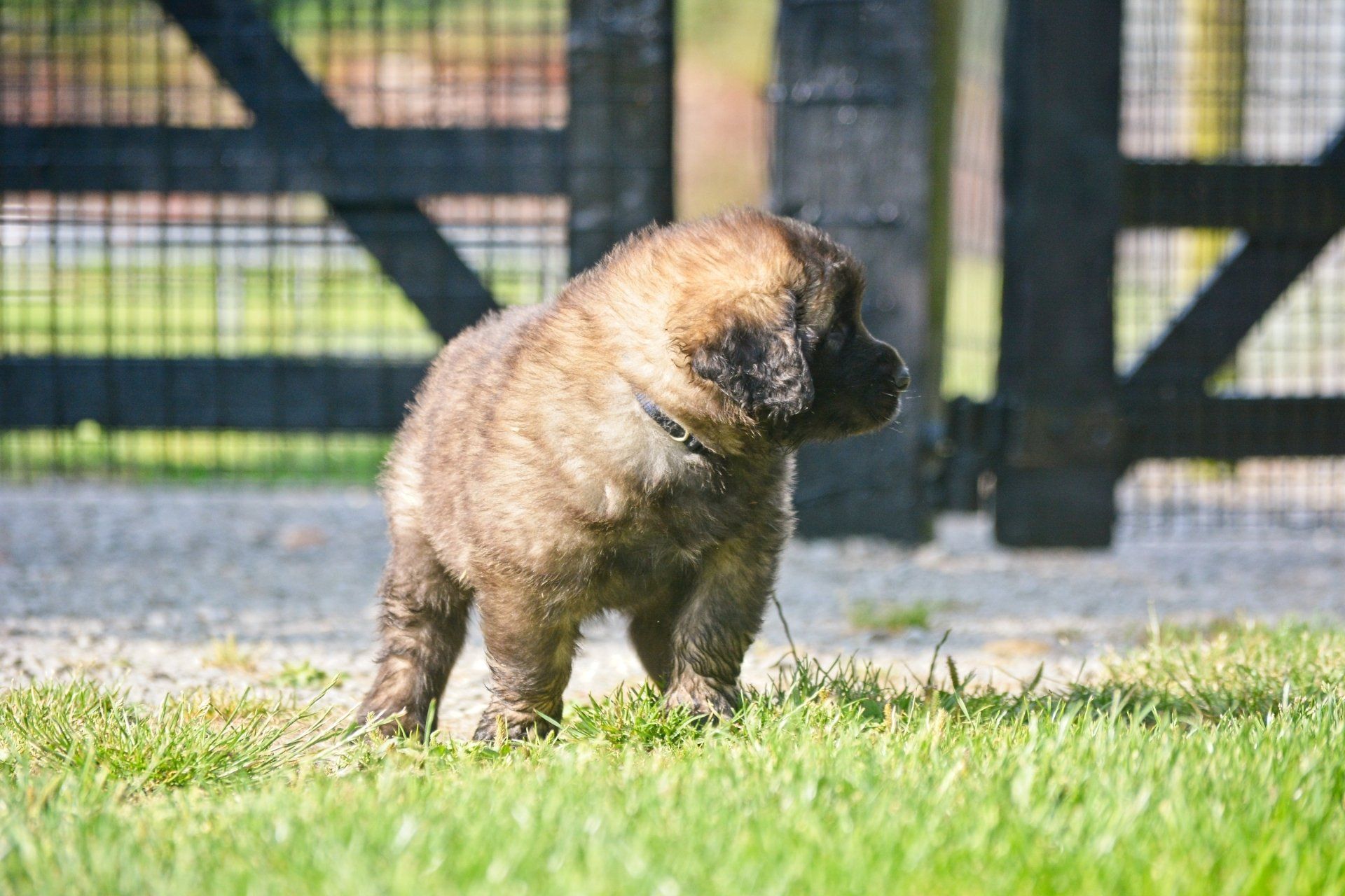 Hillhavenleonbergers leonbergers