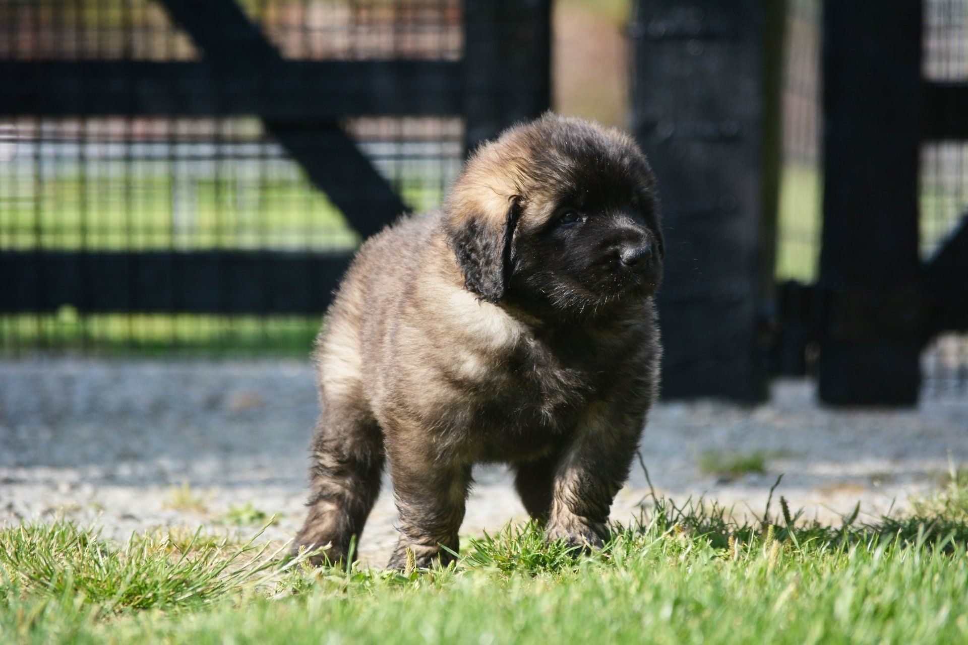 Hillhavenleonbergers leonbergers