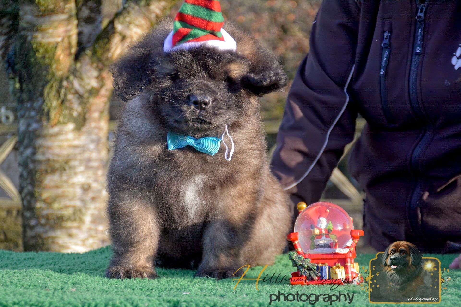 Fluffy dark puppy wearing a hat and bow tie, sitting next to a snow globe on green mat.