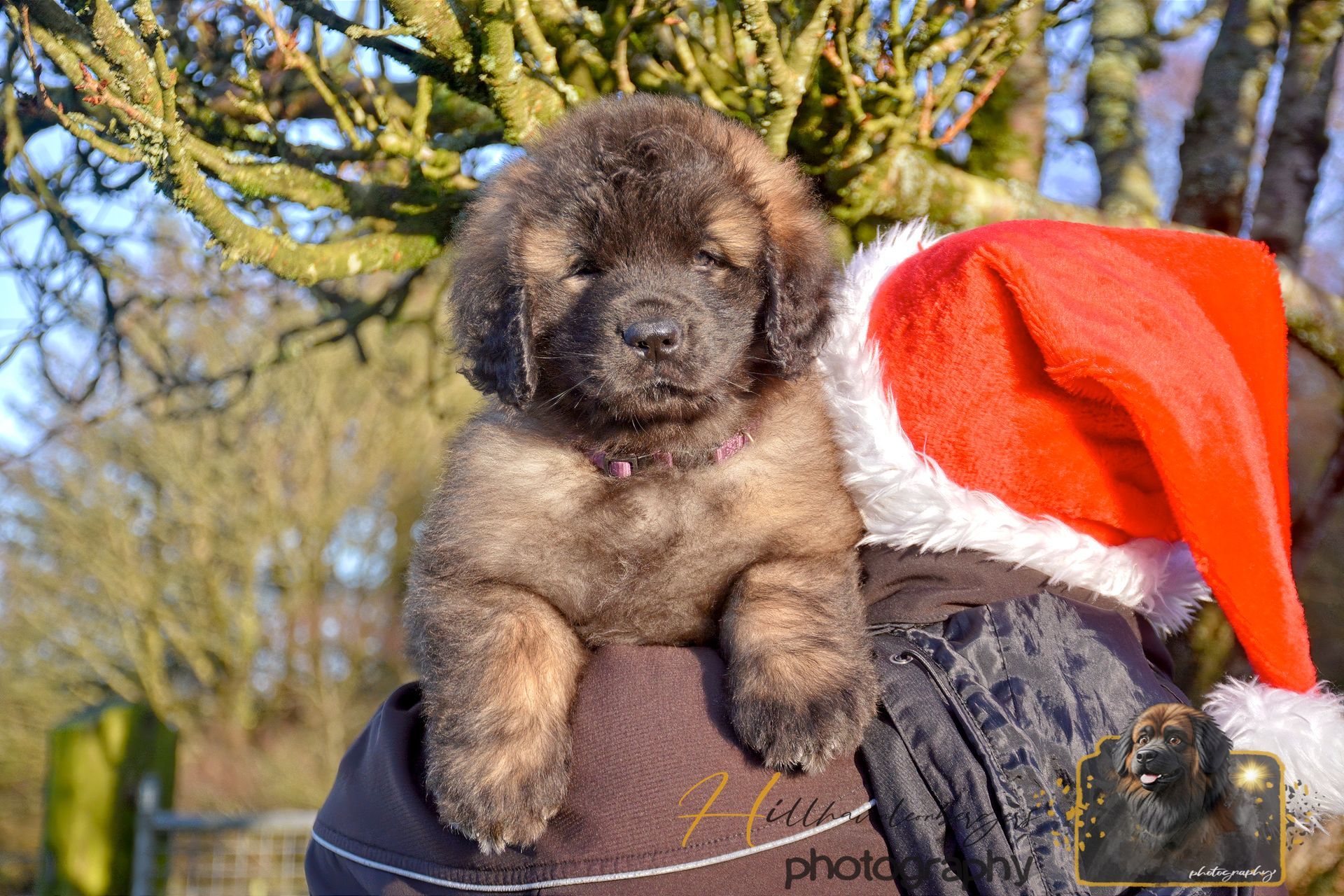 A fluffy brindle puppy sits on a person's shoulder with a red Santa hat.