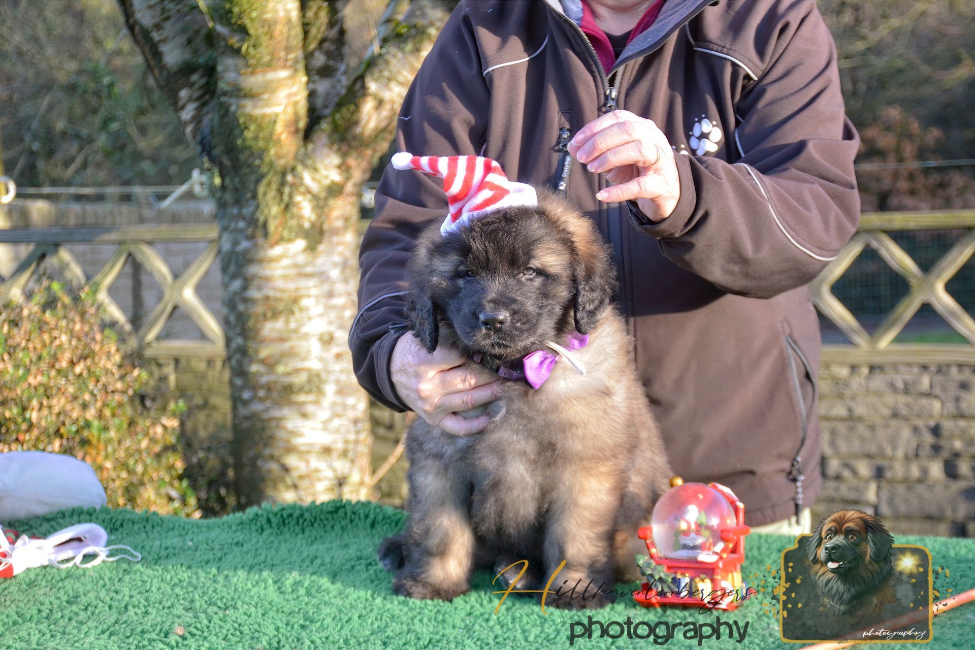 Puppy wearing a Santa hat and a purple bow being held by a person outdoors.