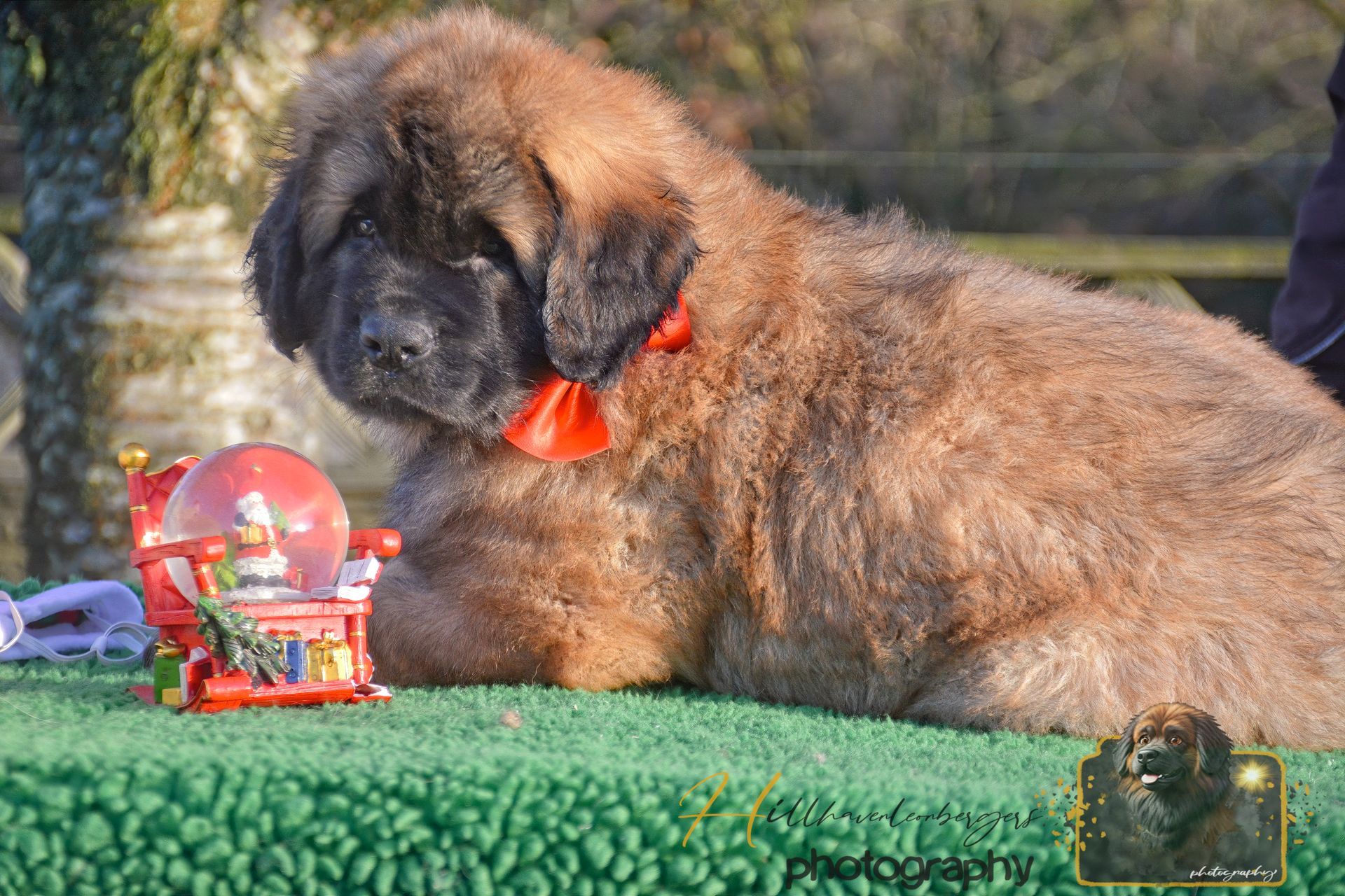 Brown puppy with a red bow, looking at a small Christmas snow globe on a green surface.
