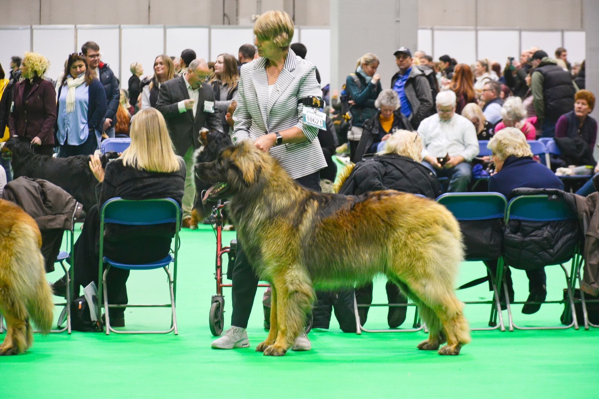 Turbo Handled by our fantastic friend and handler Sally Robertson 😉 was 4th in a big post Graduate class 