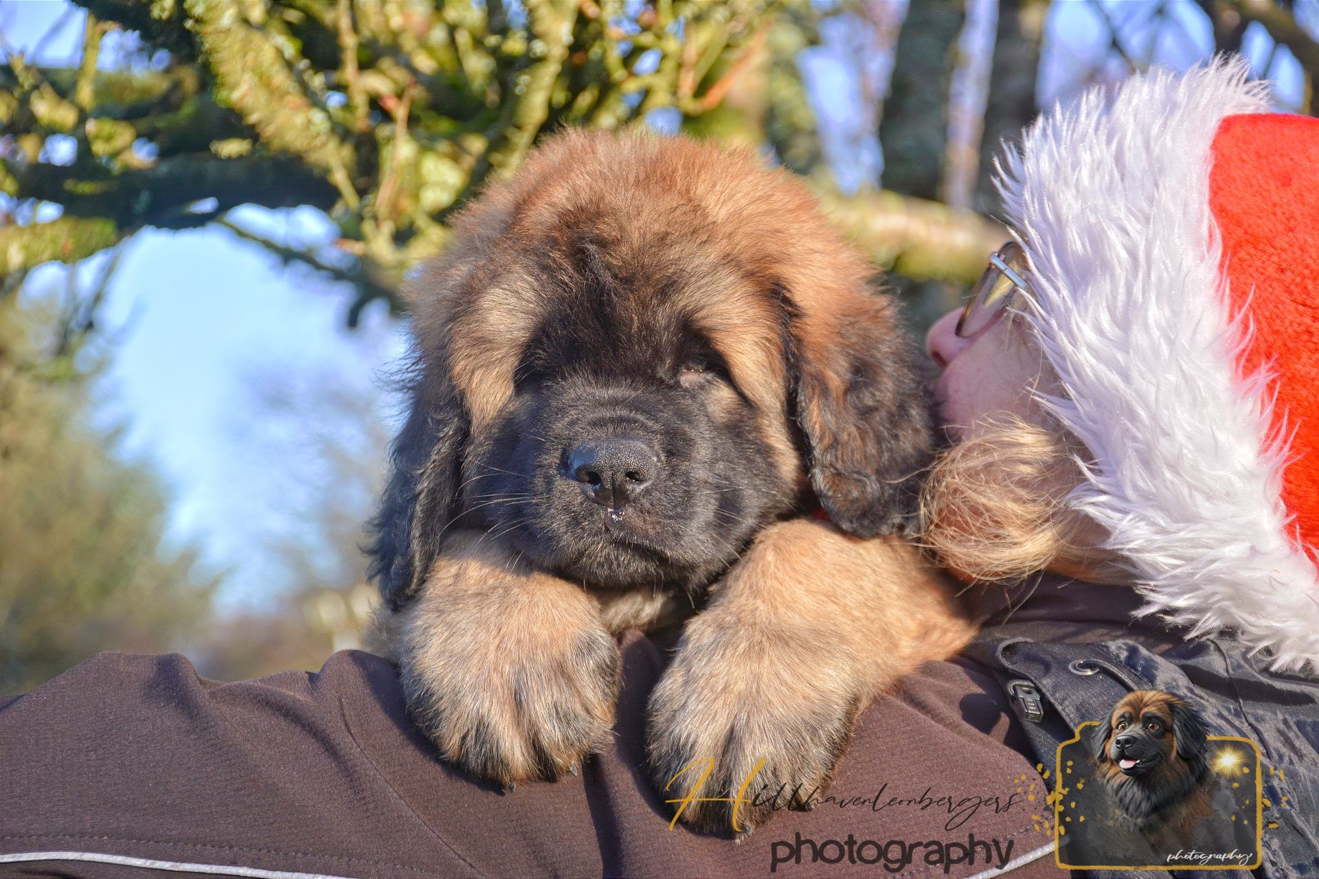 Fluffy brown puppy resting on someone's shoulder; red Santa hat visible.