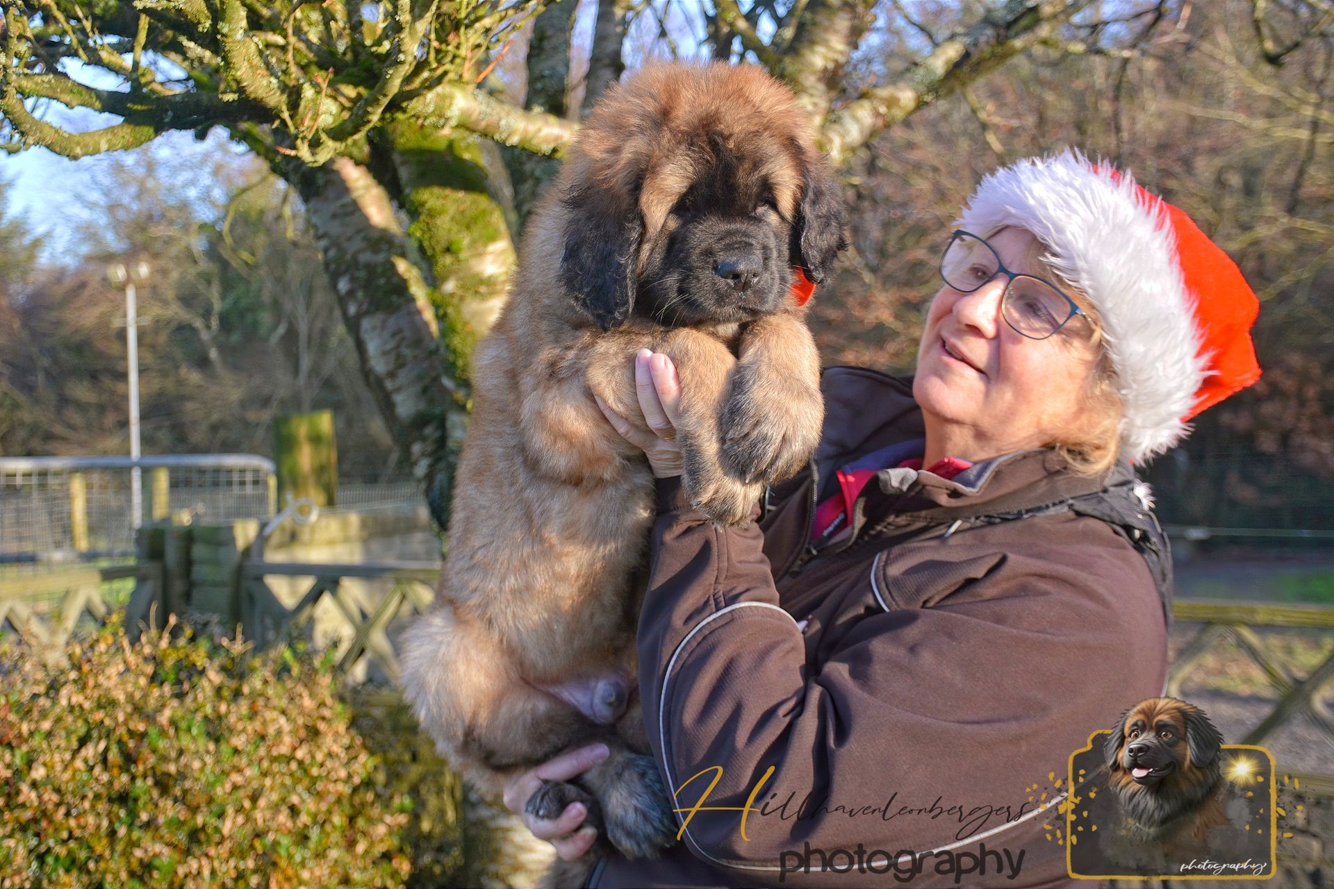 Woman in Santa hat holding a fluffy brown puppy outdoors. Sunny day.
