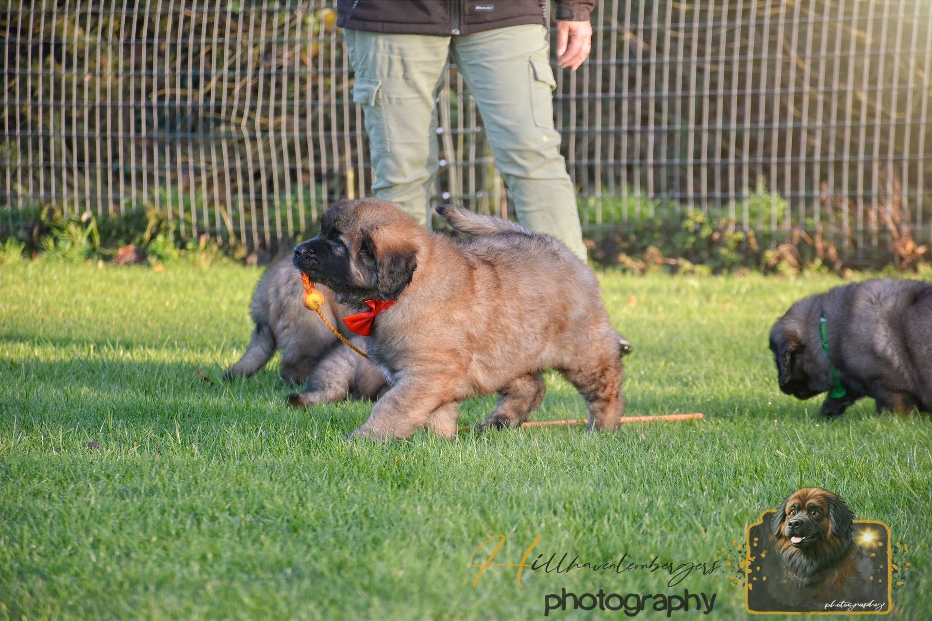 Three fluffy brown puppies play on green grass, near a person wearing green pants, in front of a wooden fence.