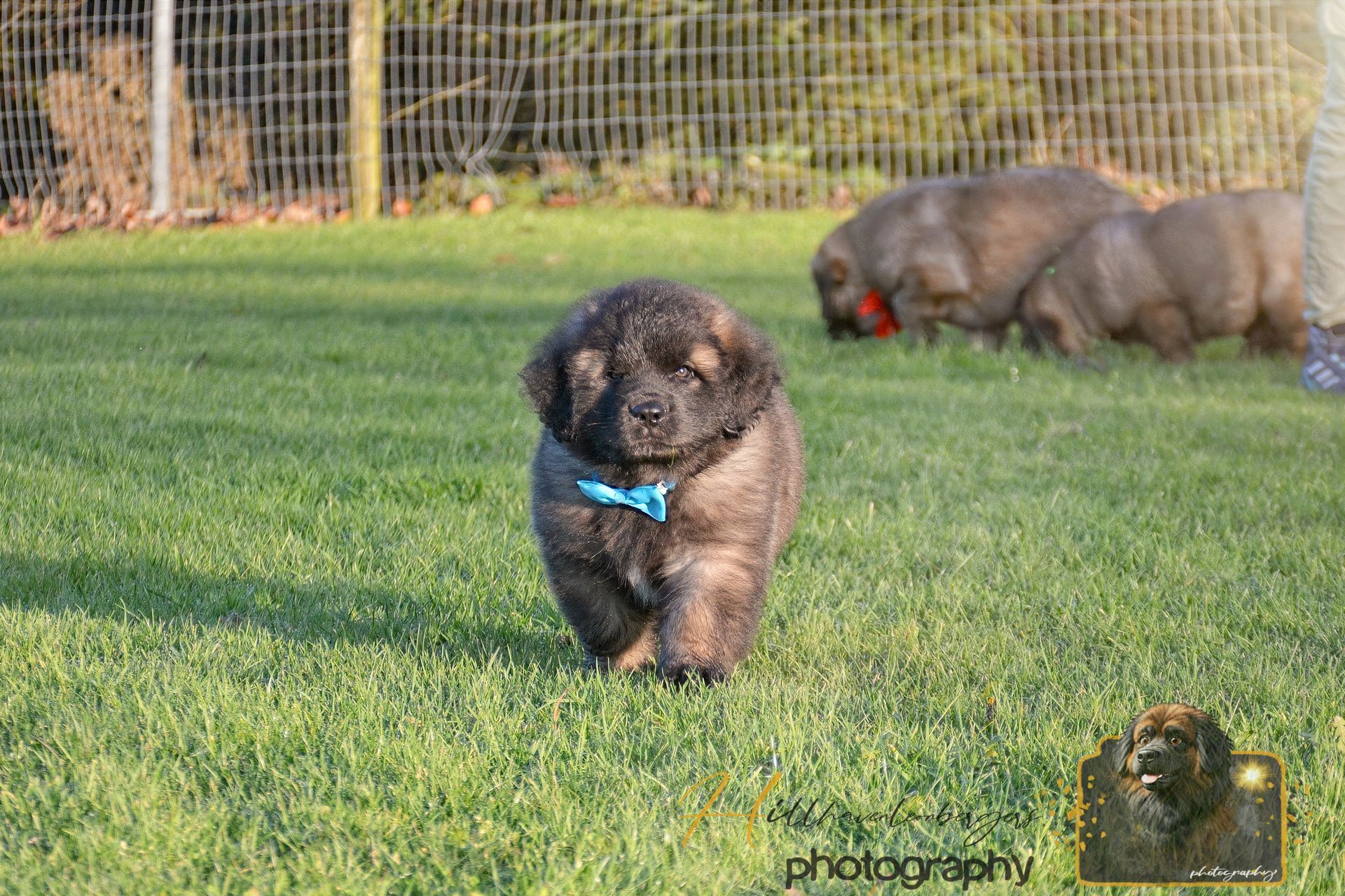 A fluffy gray puppy with a blue bow tie walks toward the camera on green grass, two other dogs in background.