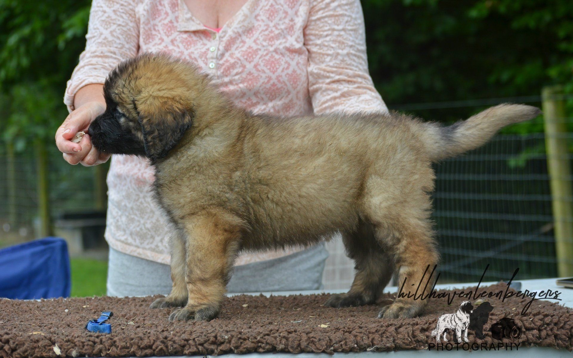 Hillhavenleonbergers leonbergers
