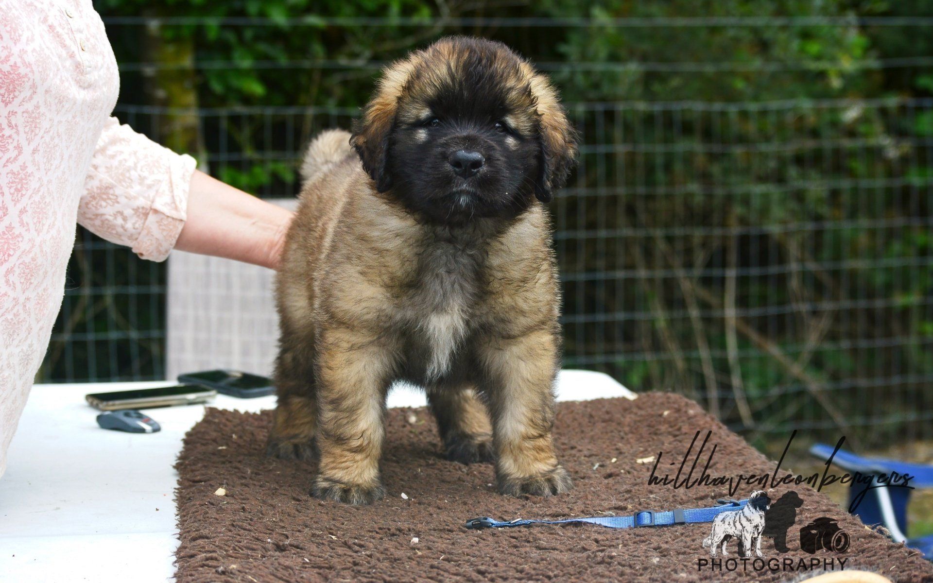Hillhavenleonbergers leonbergers