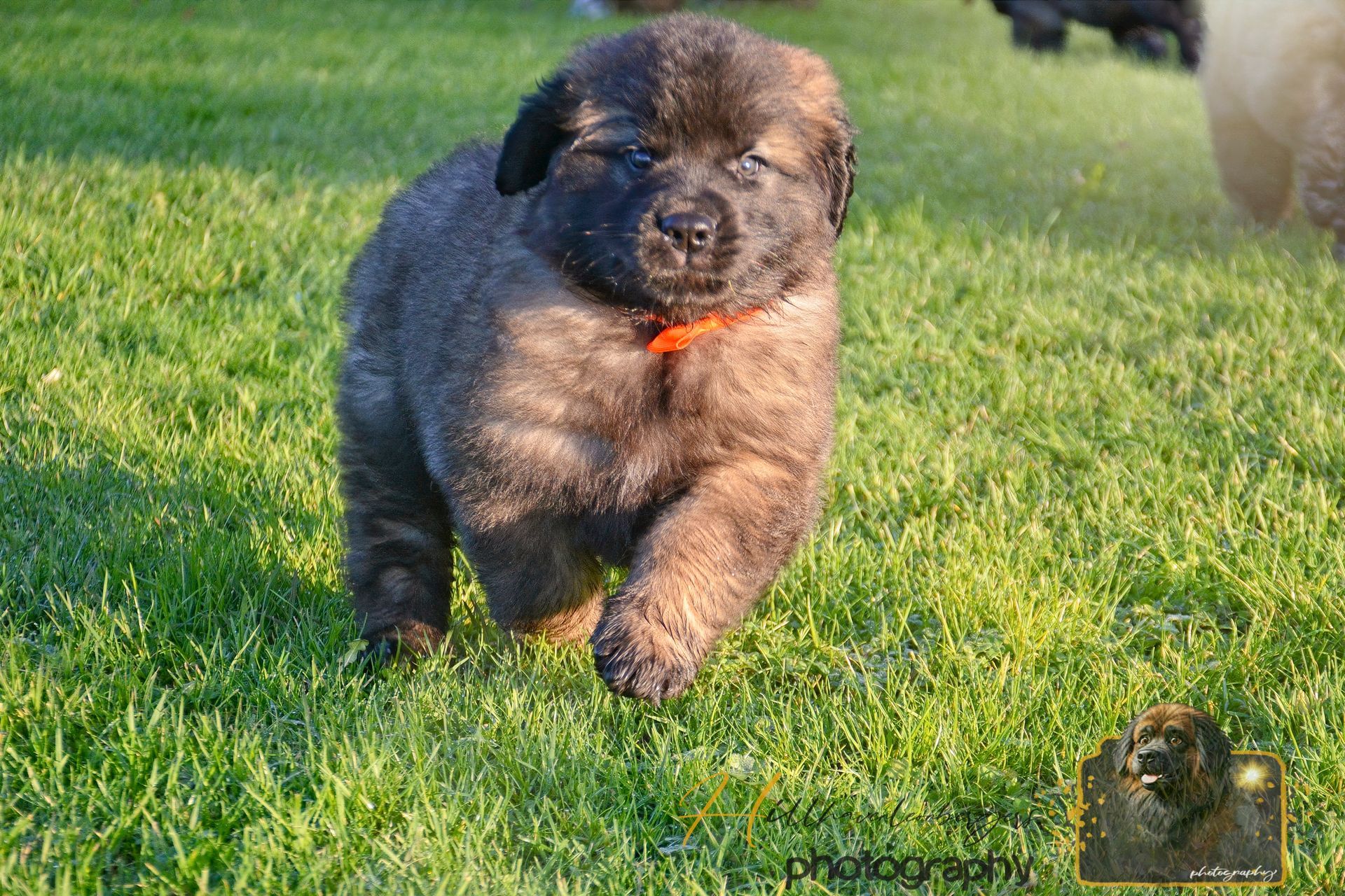Brown puppy with an orange collar running on green grass.