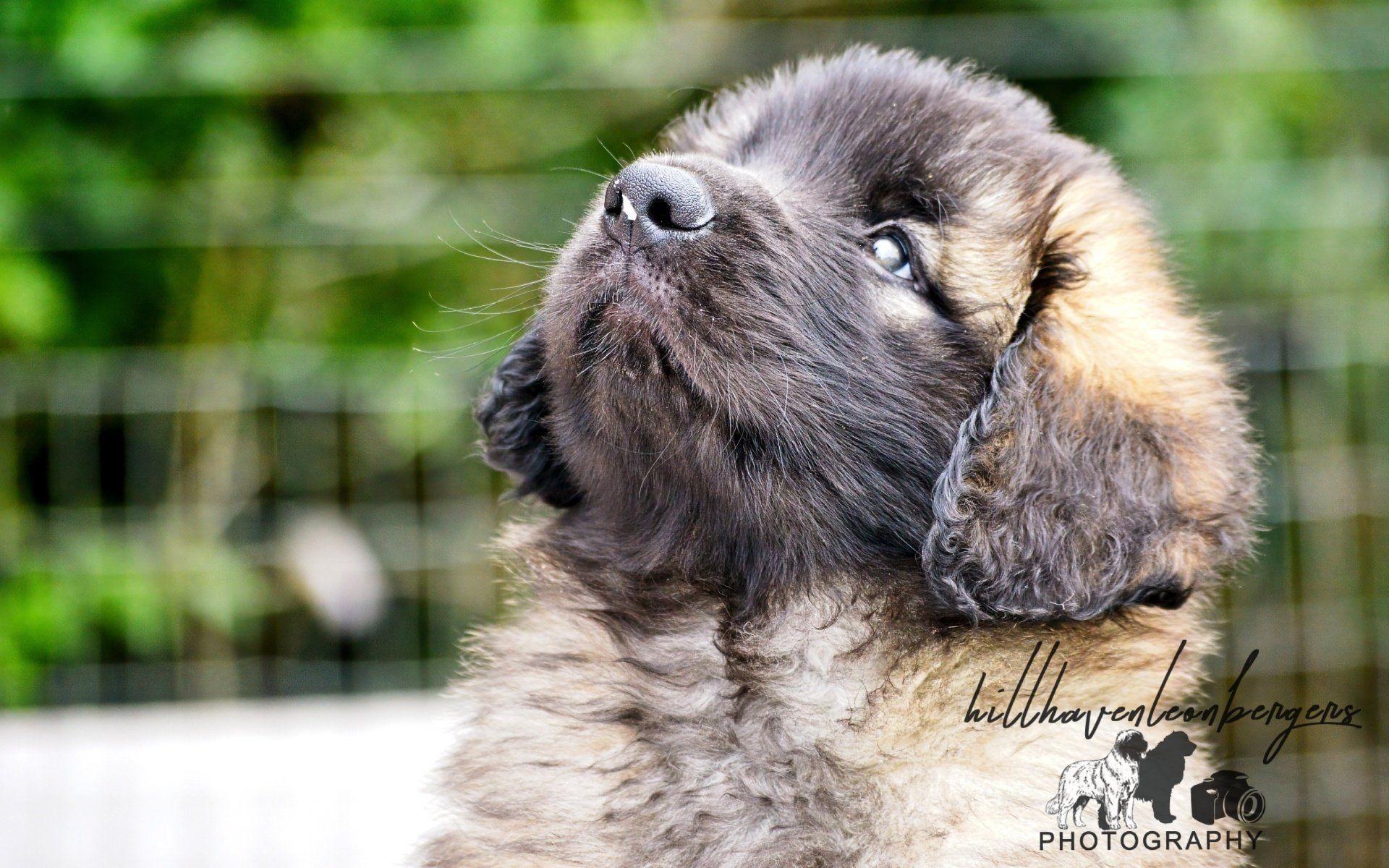 Hillhavenleonbergers leonbergers