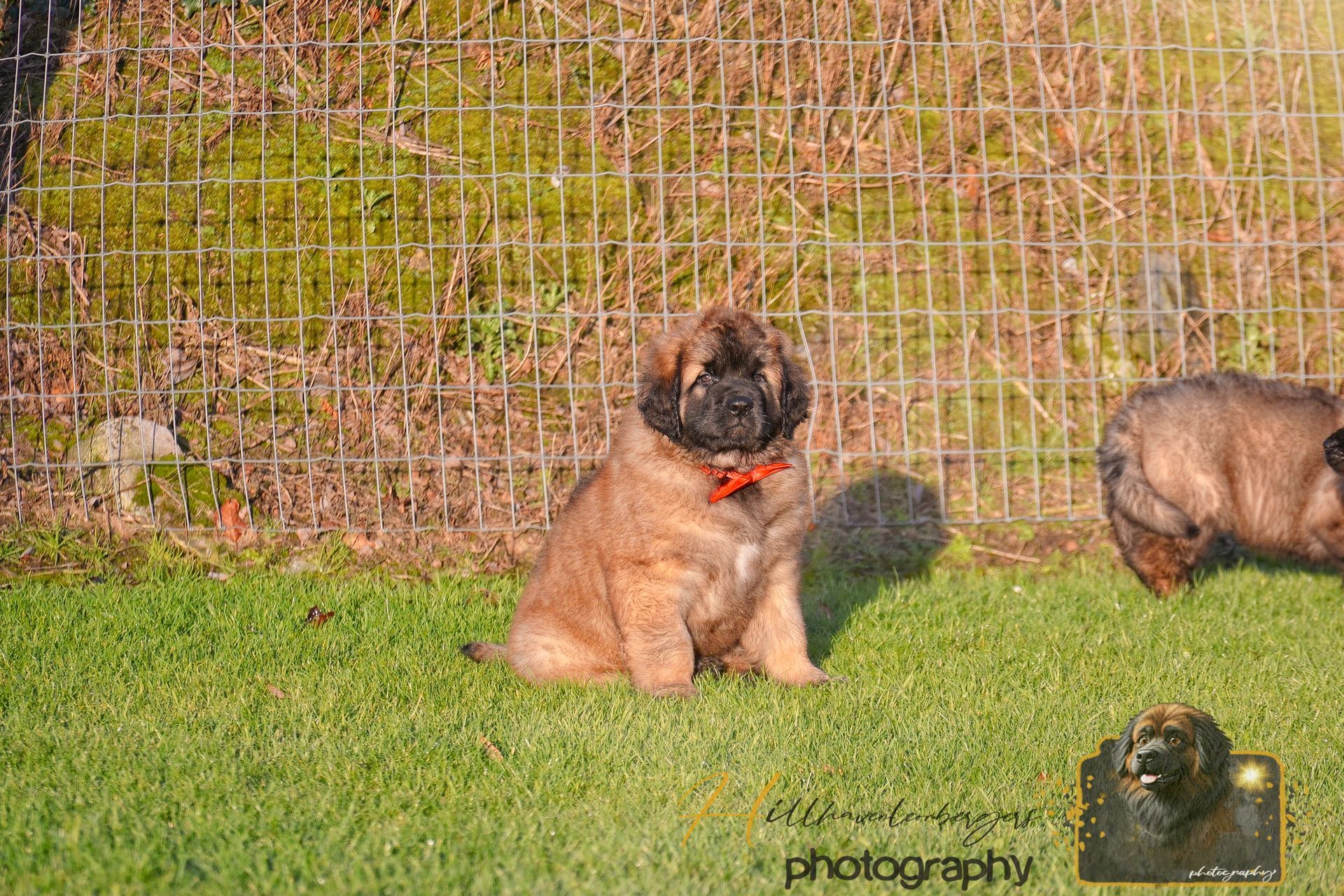 A fluffy, light brown puppy with a red collar sits on green grass in front of a metal fence; another puppy in the background.