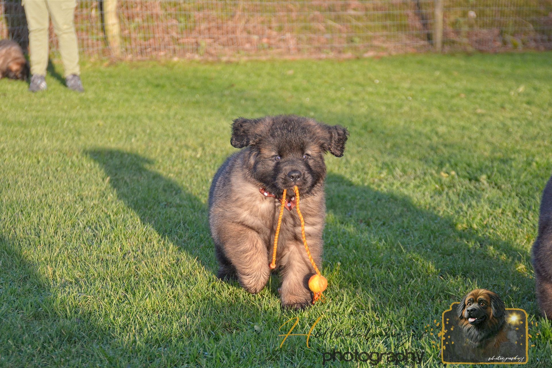 A fluffy, gray puppy running on grass, holding a rope toy. Sunny day.