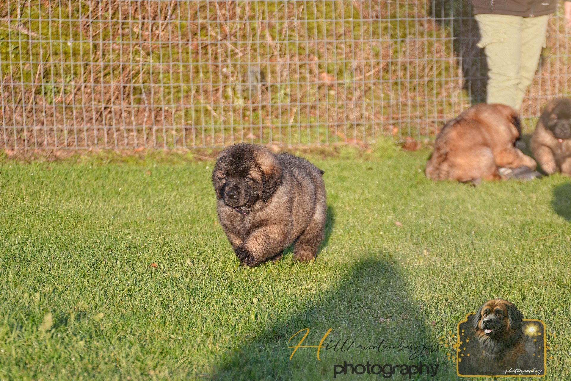 A fluffy, brown puppy runs across green grass. Two other puppies and part of a person are visible.