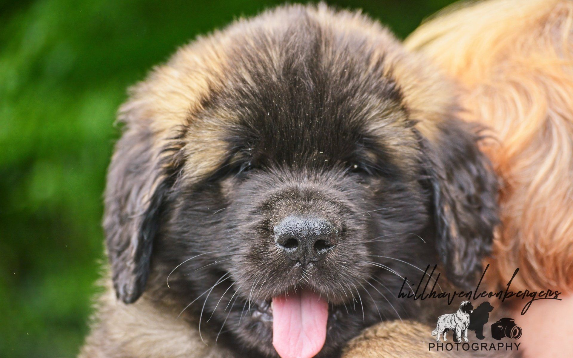 Hillhavenleonbergers leonbergers