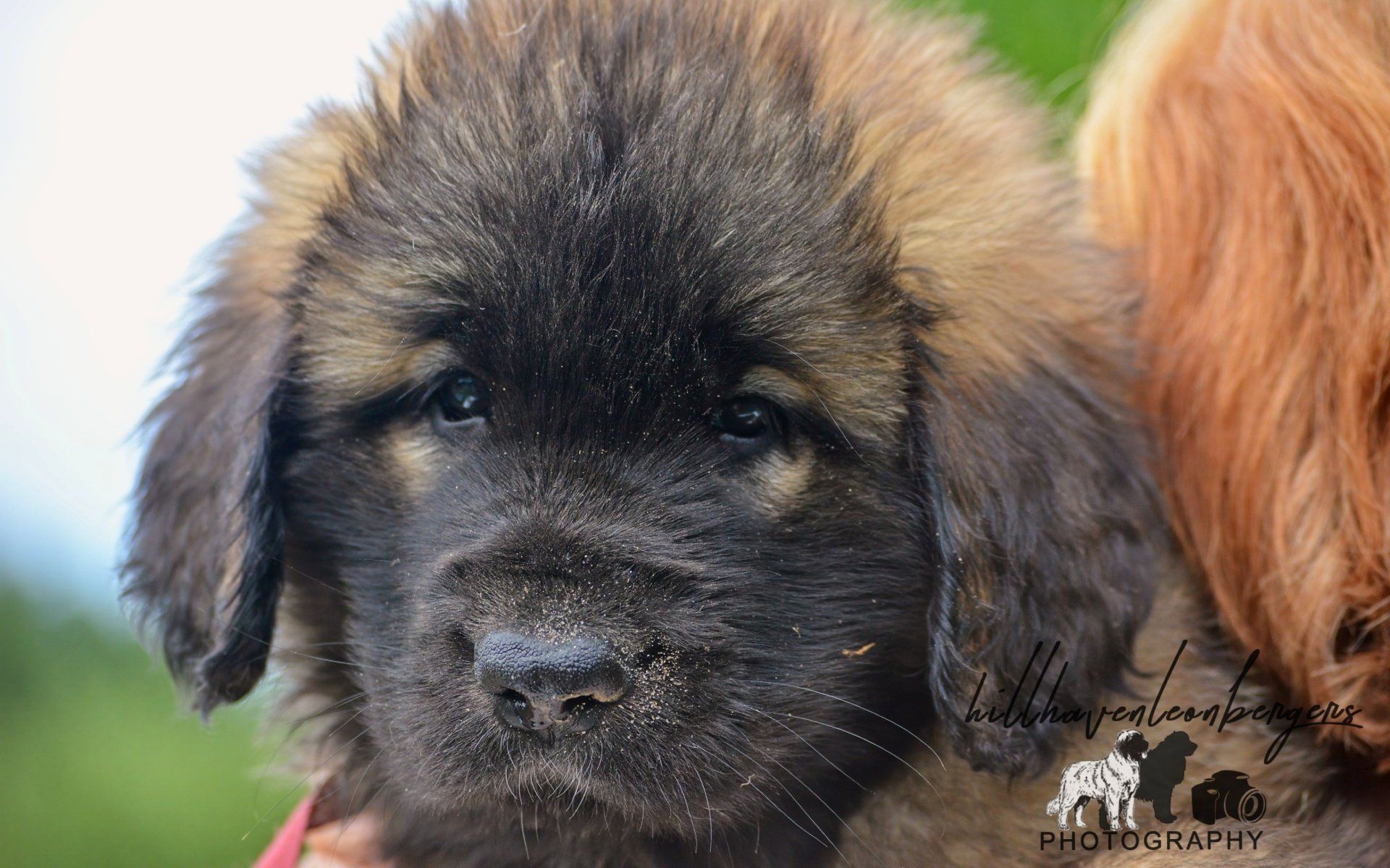 Hillhavenleonbergers leonbergers