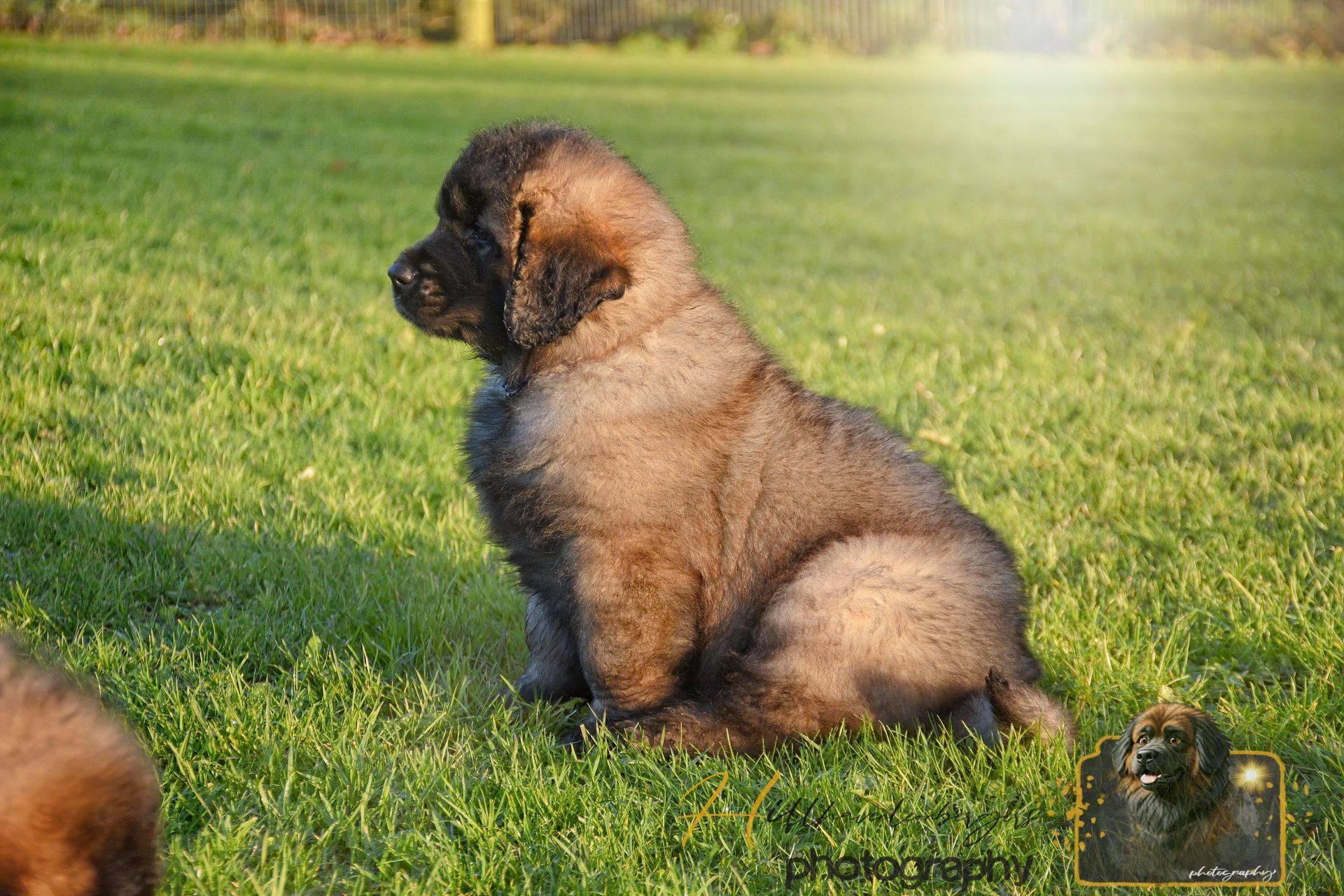 Fluffy brown puppy sits in green grass, looking left in sunlight.