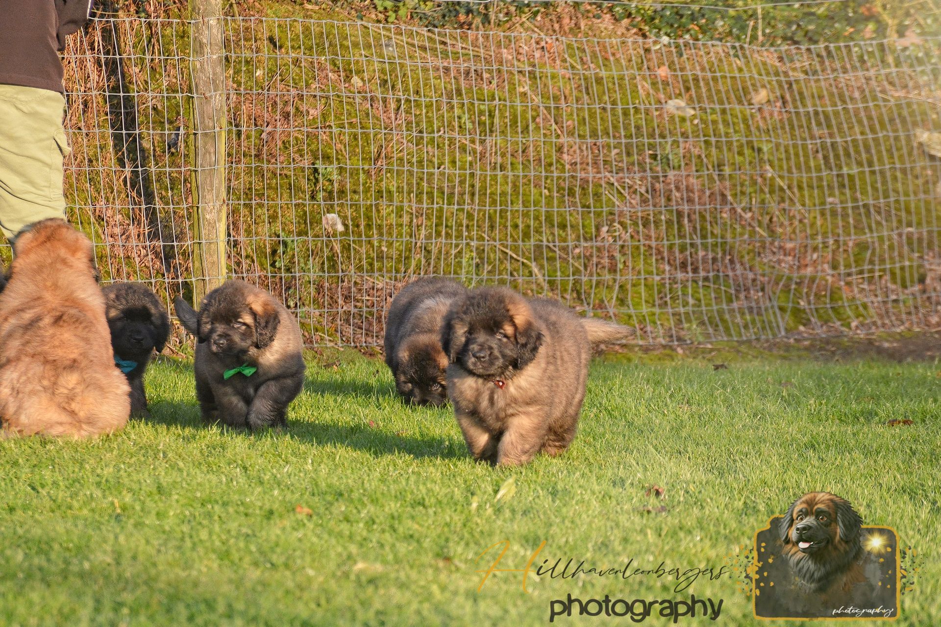 Five fluffy brown puppies playing on green grass near a fence.