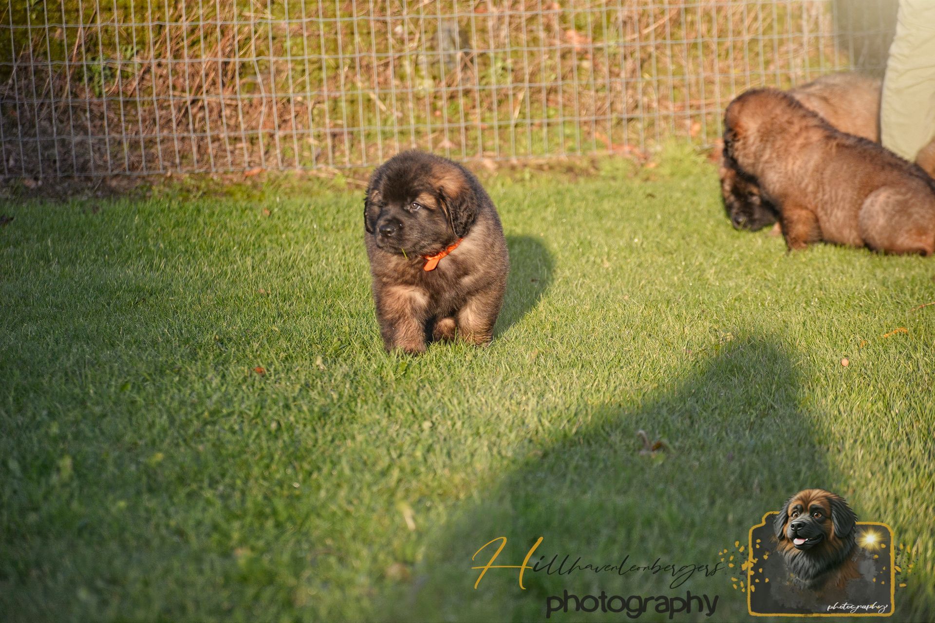 Two brown puppies in a grassy yard. One with an orange collar stands looking forward, another rests nearby.