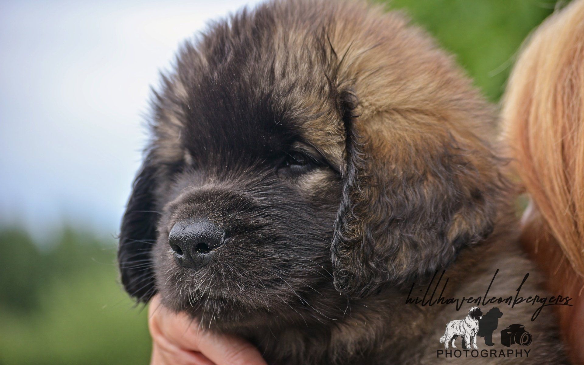 Hillhavenleonbergers leonbergers