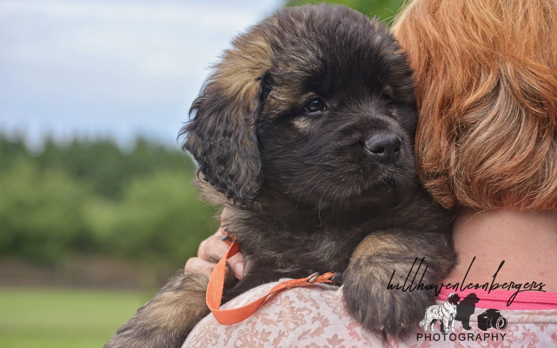 Hillhavenleonbergers leonbergers