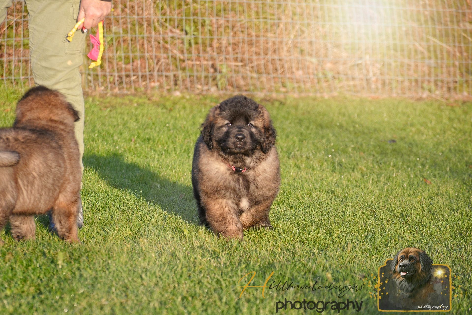A fluffy, brown puppy walking on green grass towards the camera. Another puppy to the left, person holding a toy.