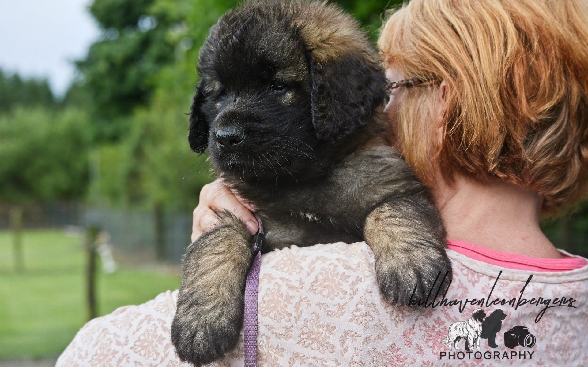 Hillhavenleonbergers leonbergers