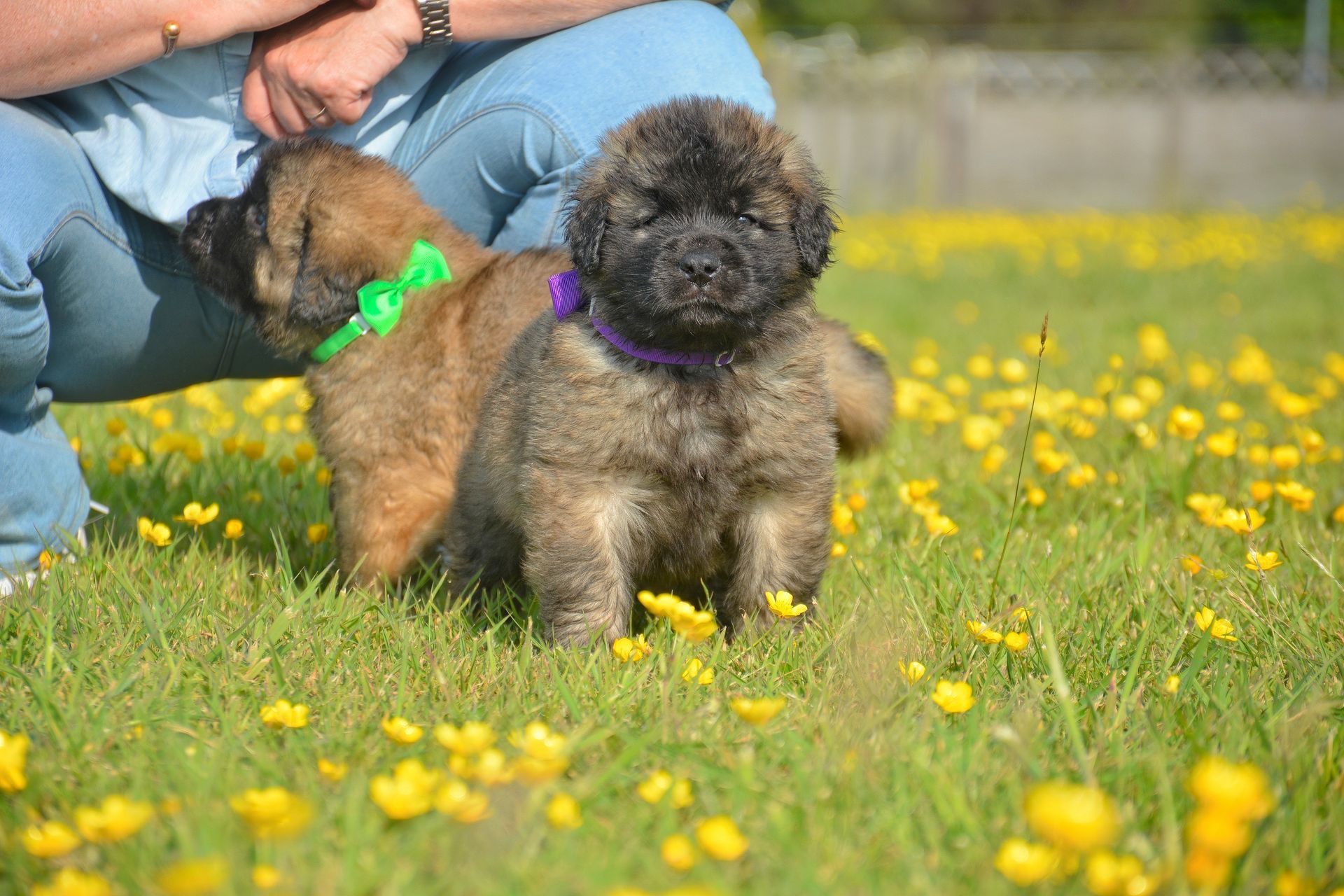 Two fluffy puppies with collars in a field of yellow flowers; a person's legs are visible in the background.