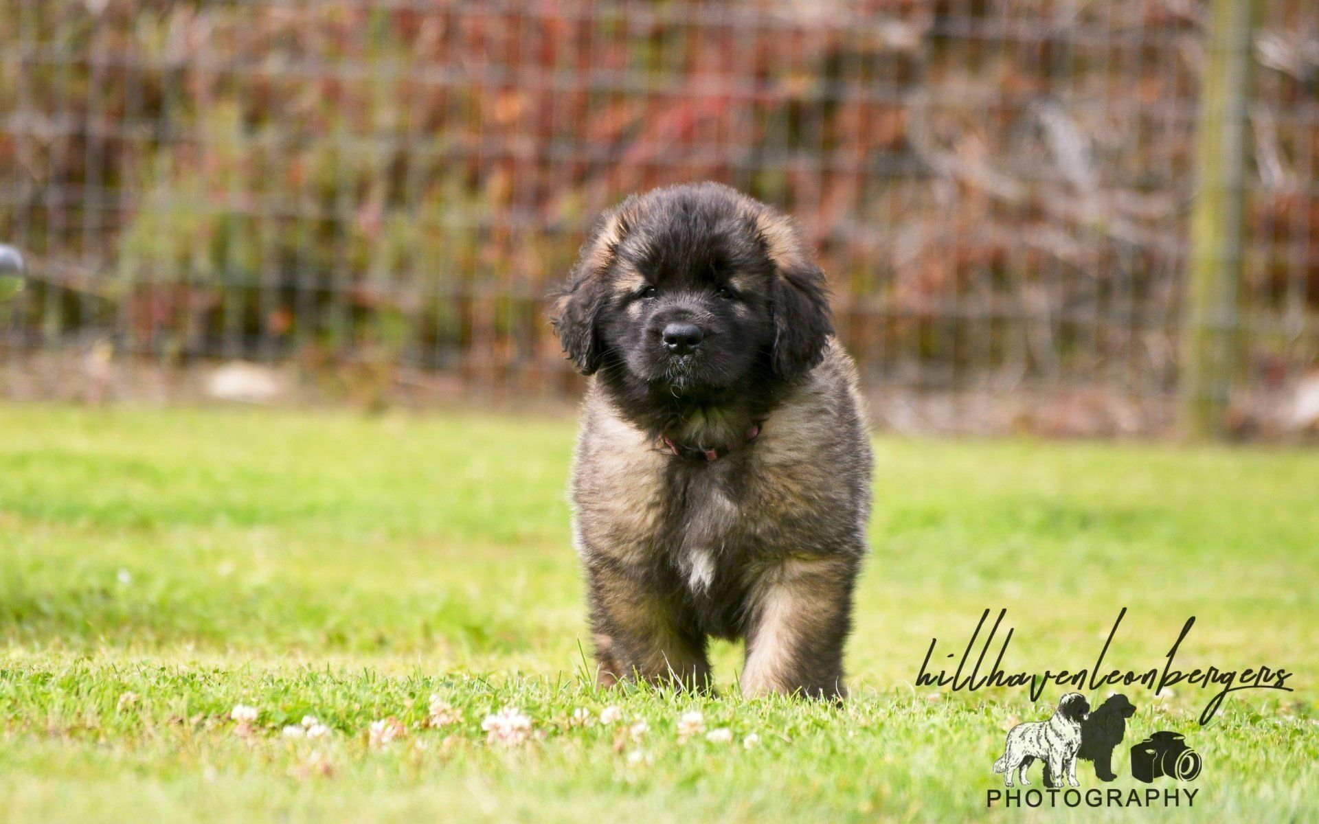 Hillhavenleonbergers leonbergers