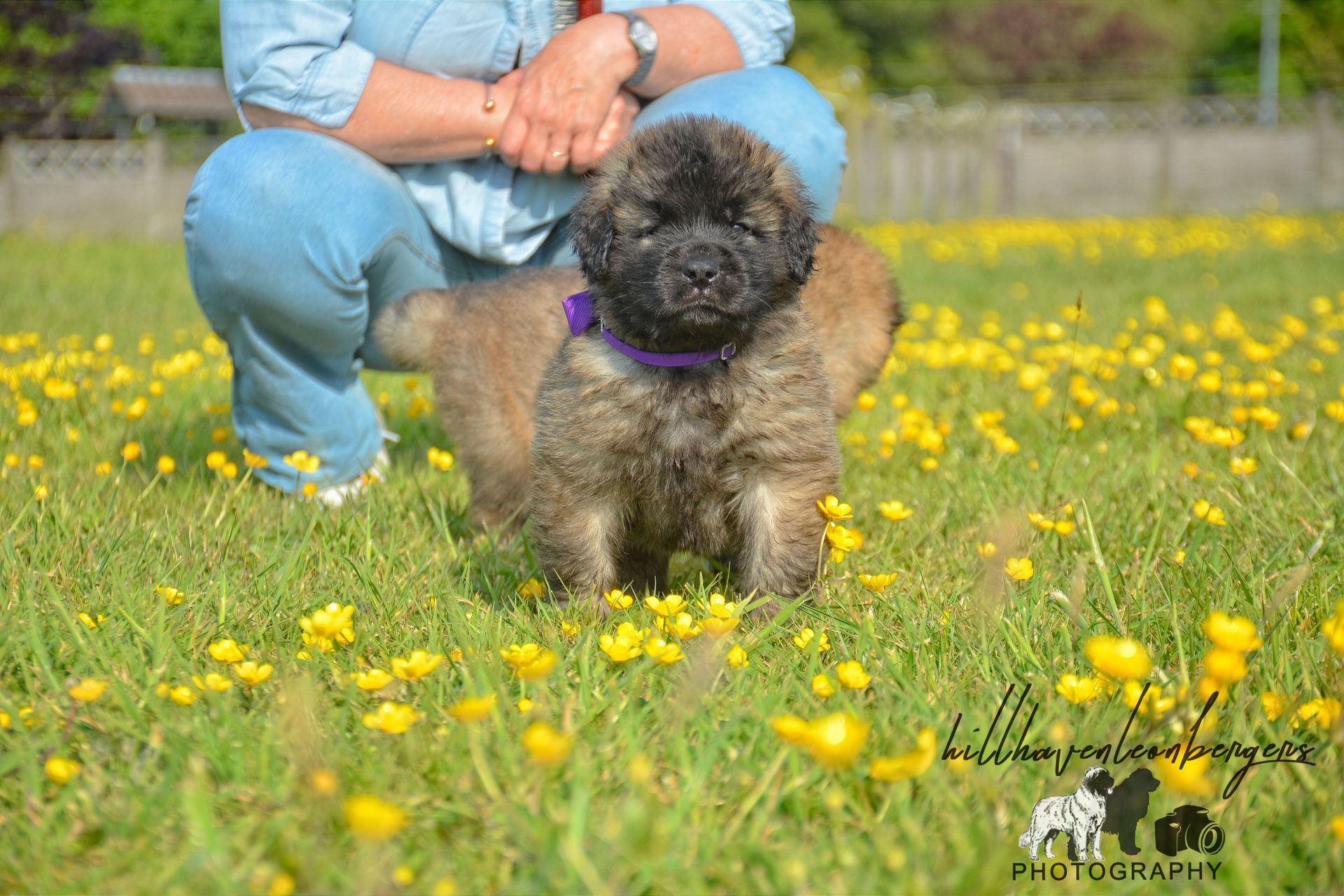 Puppy wearing purple collar, sitting in grass with yellow flowers. Person in blue jeans kneels nearby.