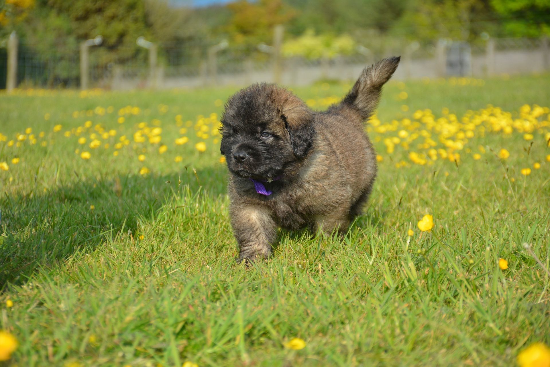 Fluffy brown puppy with a purple collar walks through a grassy field with yellow flowers.