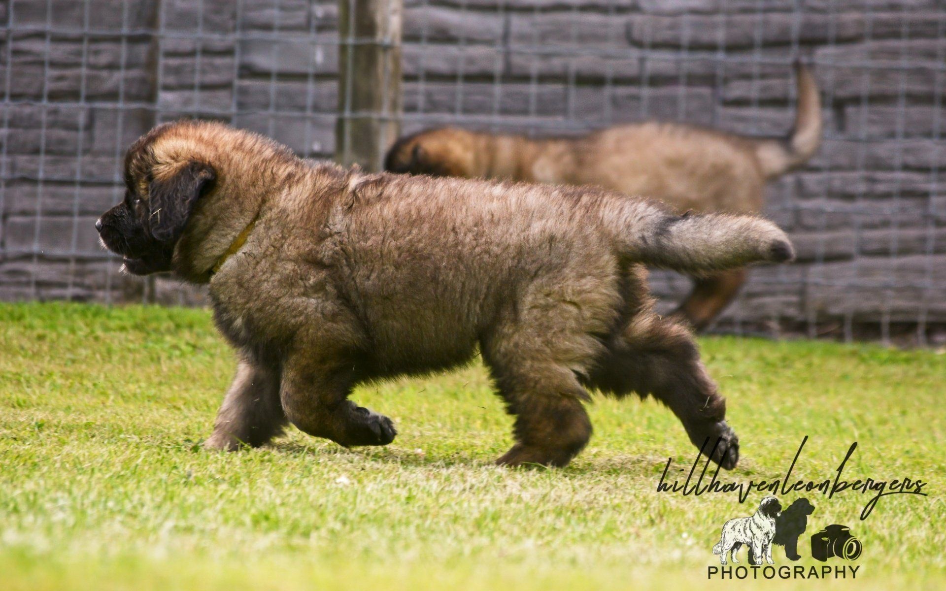 Hillhavenleonbergers leonbergers