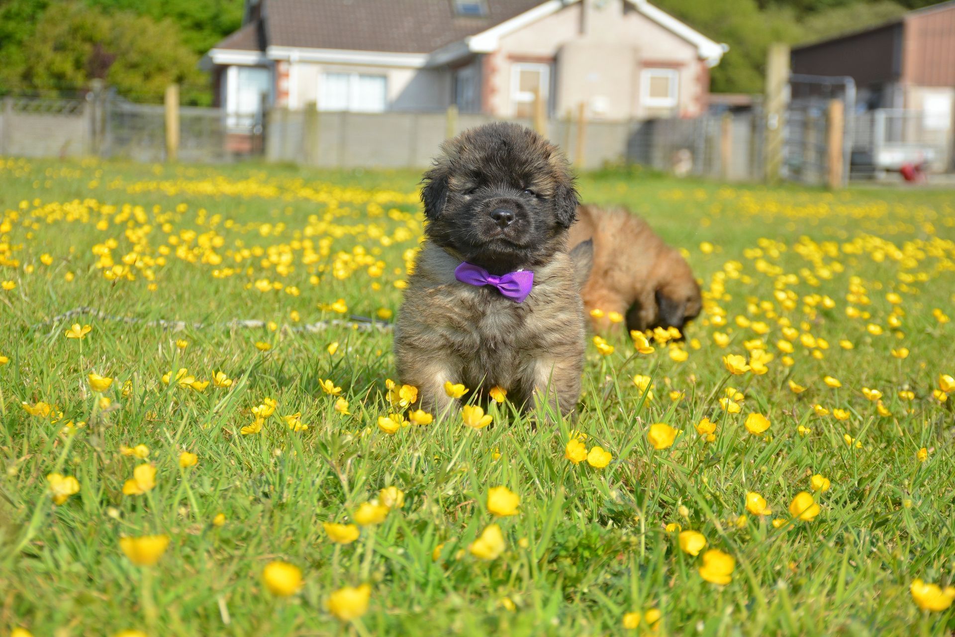Puppy with purple bow in field of yellow flowers, another puppy in background.