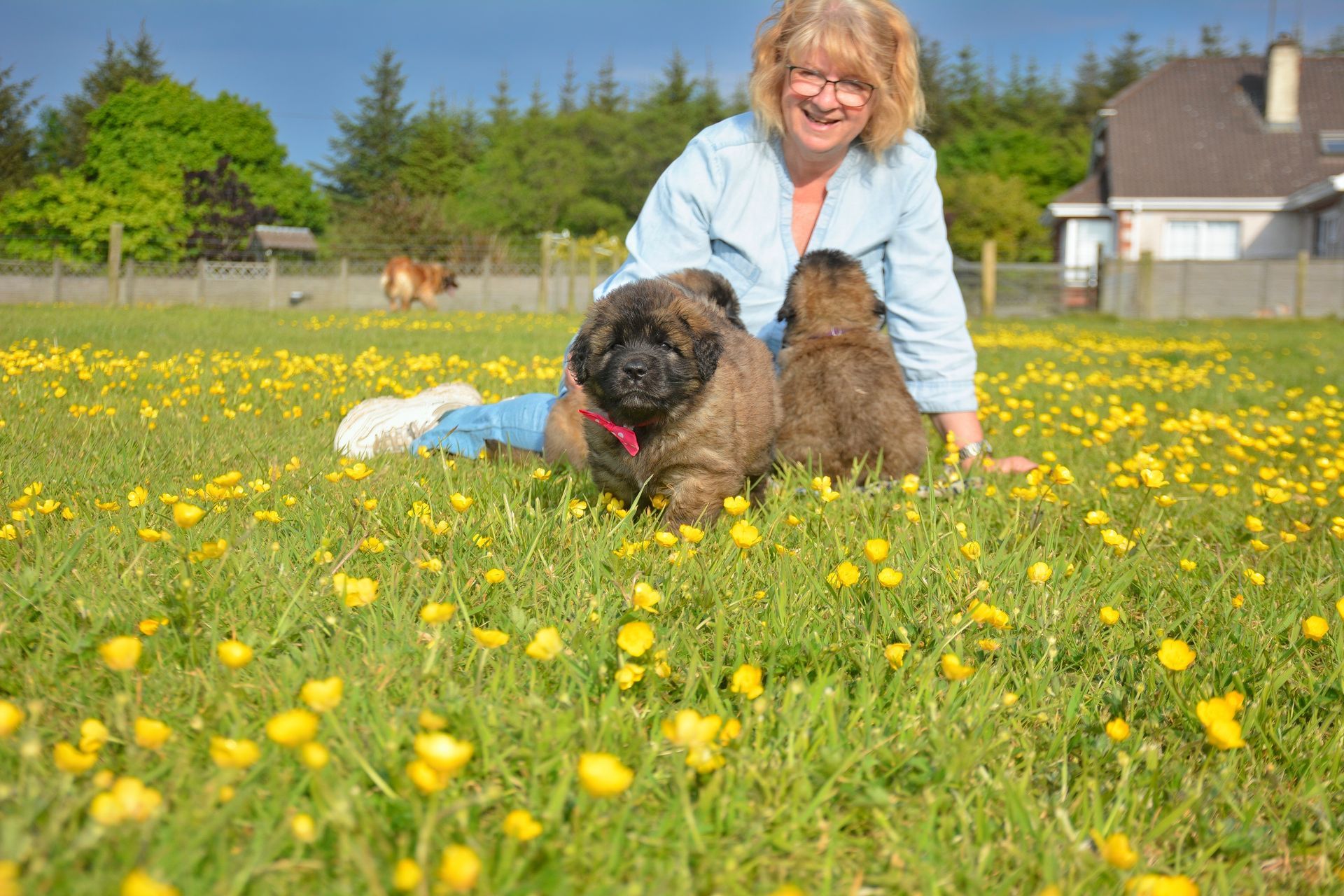 Woman with two fluffy puppies in a field of yellow flowers, smiles at the camera.