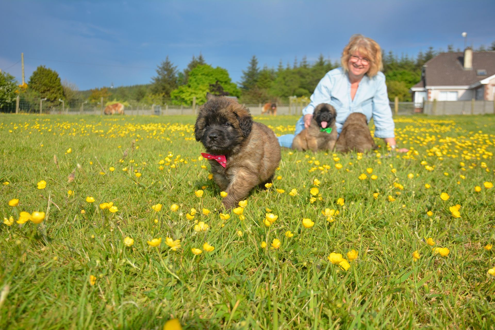 Woman sits in a field of yellow flowers with three fluffy puppies. One puppy walks toward the camera.