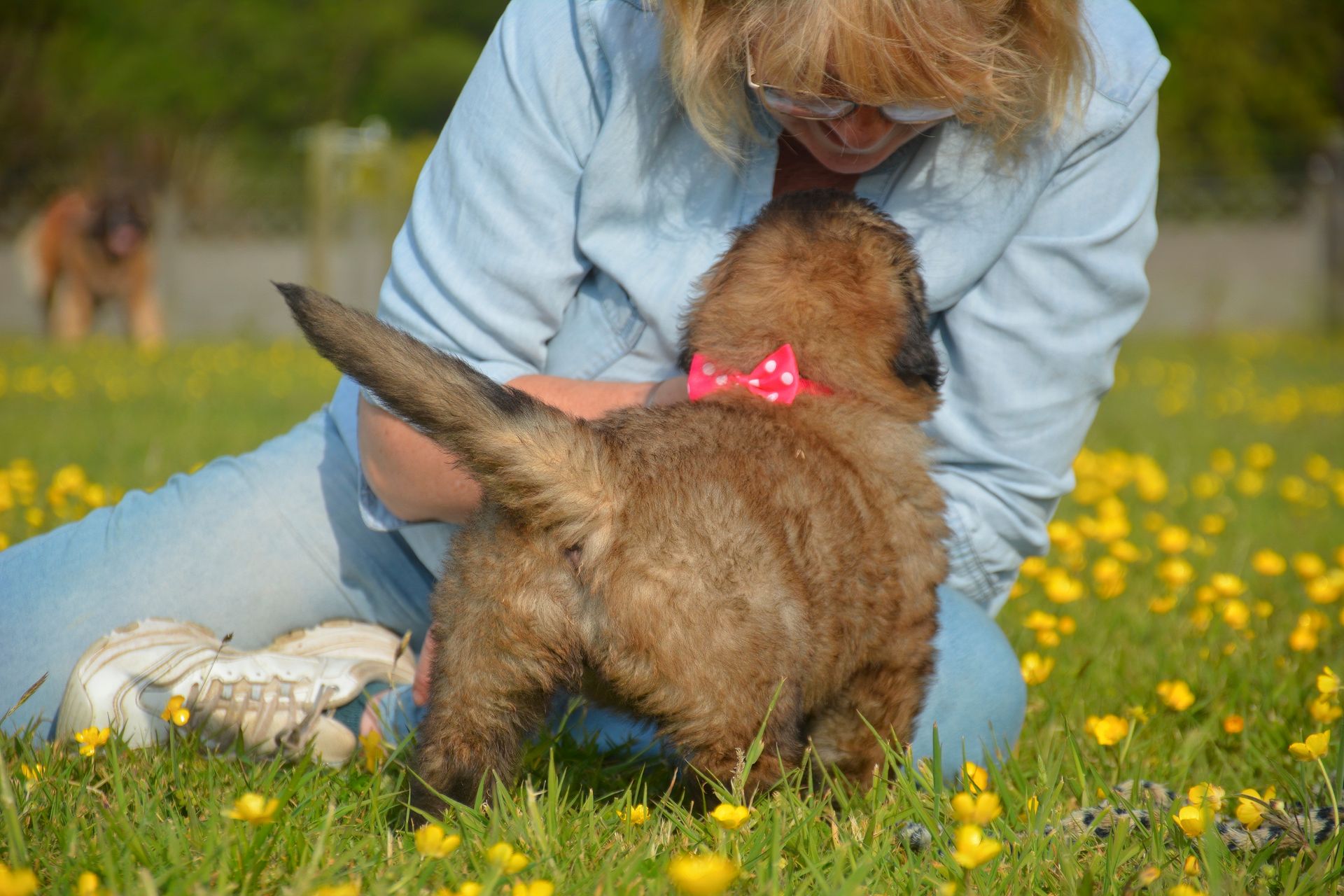 Woman kneels in a field of yellow flowers, petting a small brown dog with a pink bow. Another dog in background.