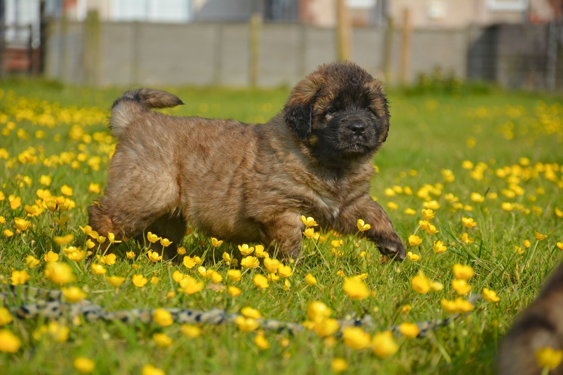 A brown puppy runs through a field of yellow flowers.