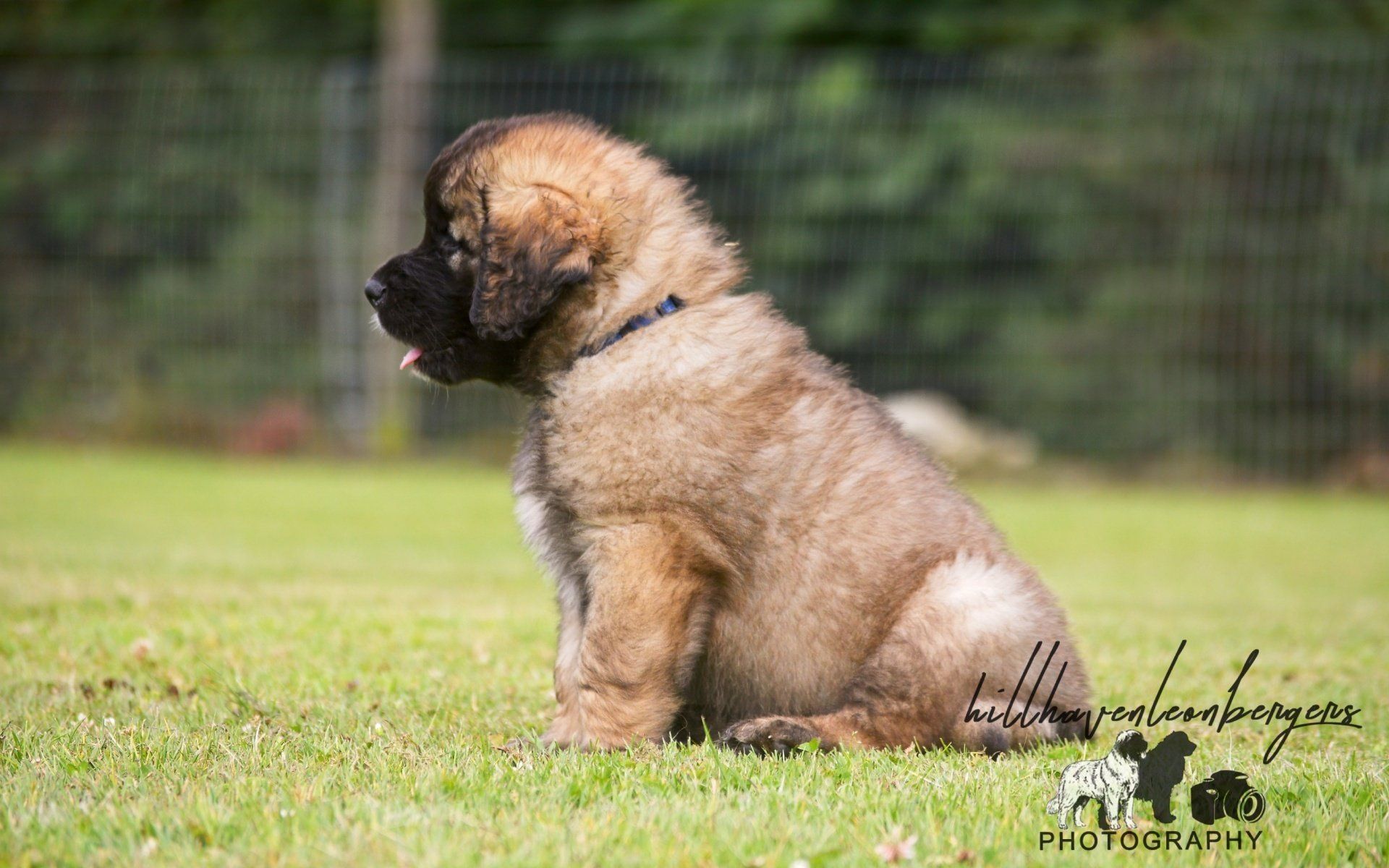 Hillhavenleonbergers leonbergers