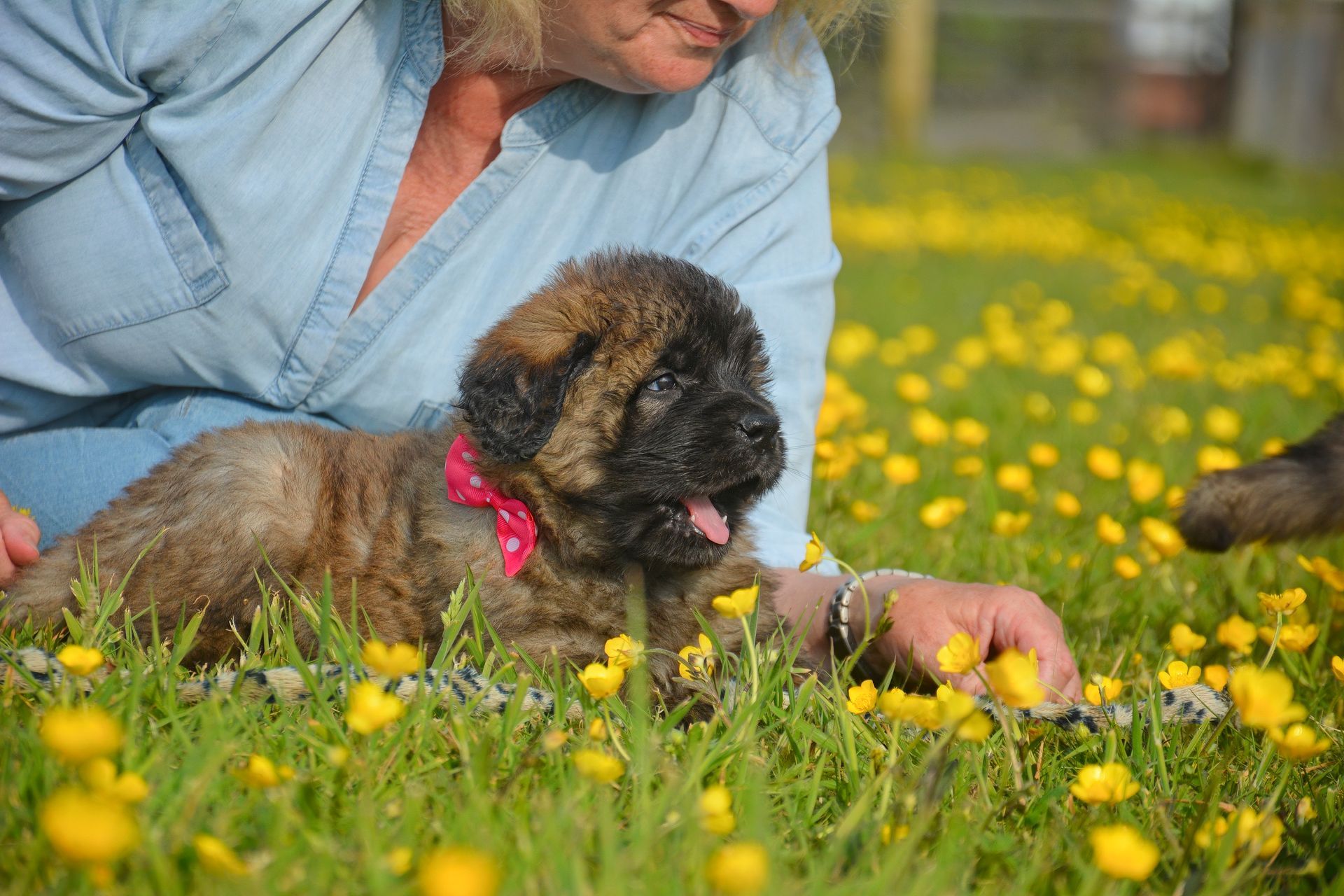 Puppy with a pink collar lying in grass with yellow flowers, near a person in a blue shirt.