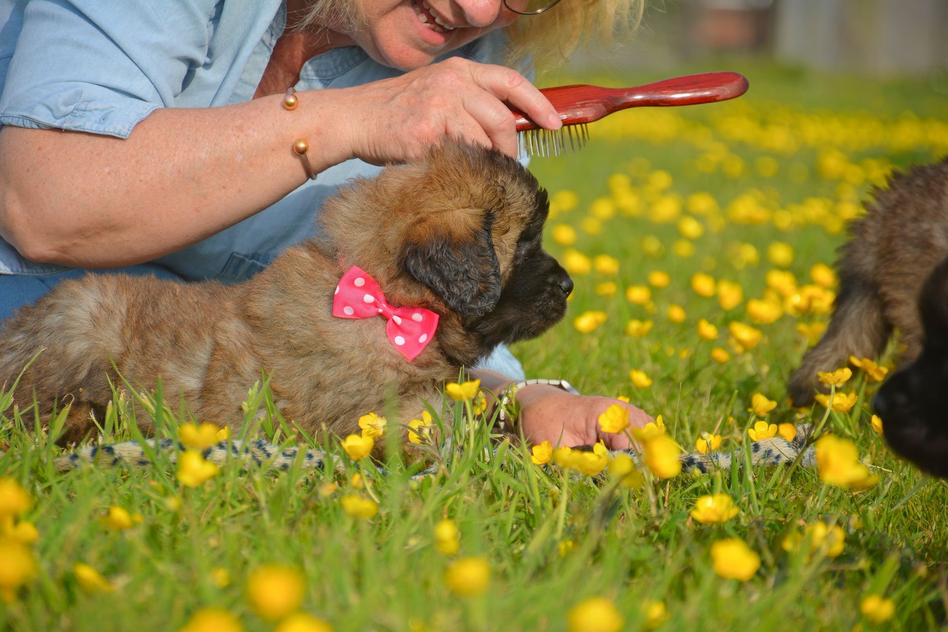 Woman brushing a fluffy, tan puppy wearing a pink bow tie in a field of yellow flowers.