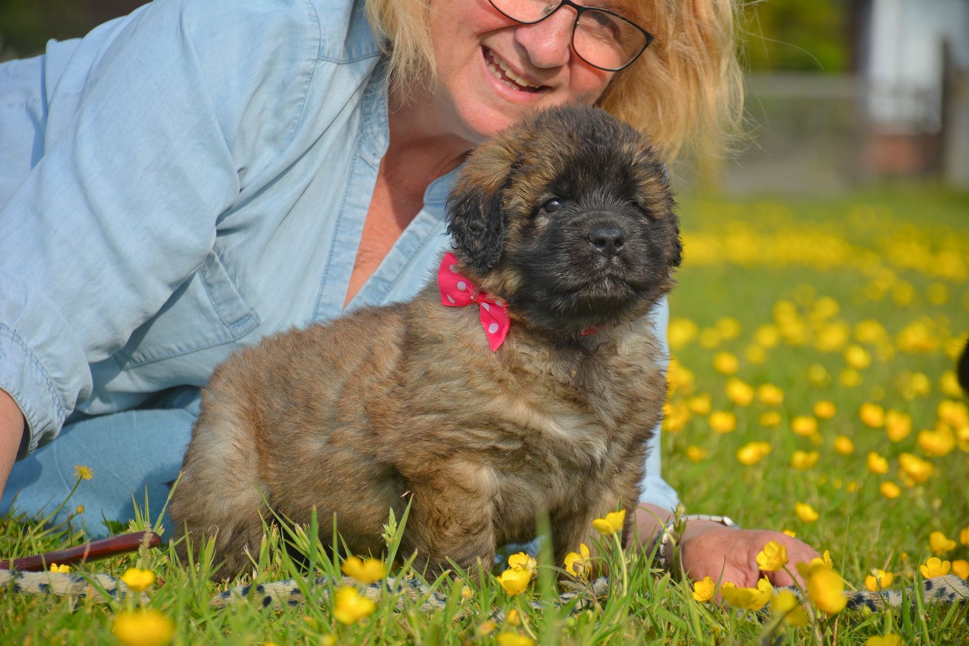 Woman smiles at a fluffy puppy with a pink bow in a field of yellow flowers.