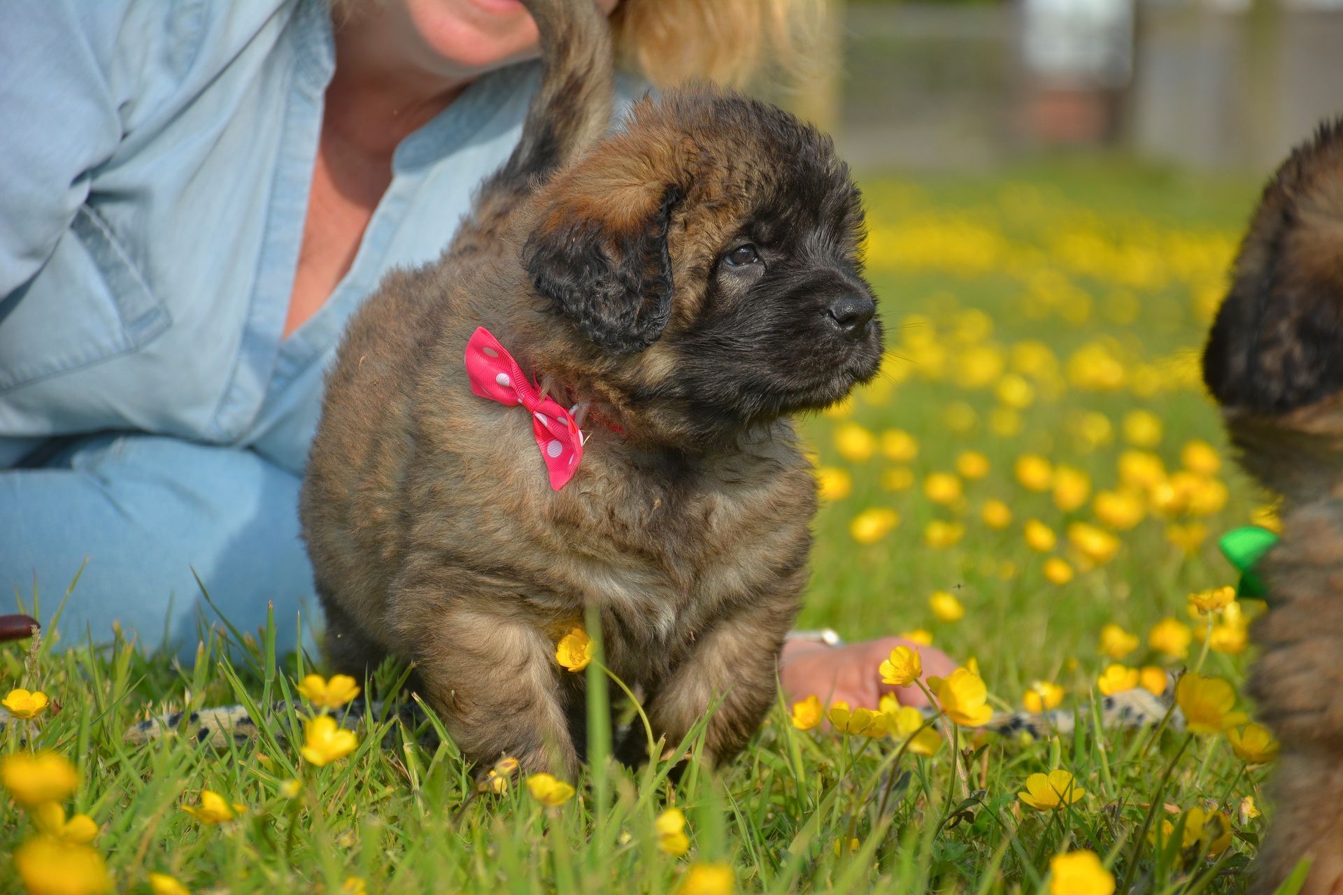 Fluffy brown puppy with a pink bow, in a field of yellow flowers.