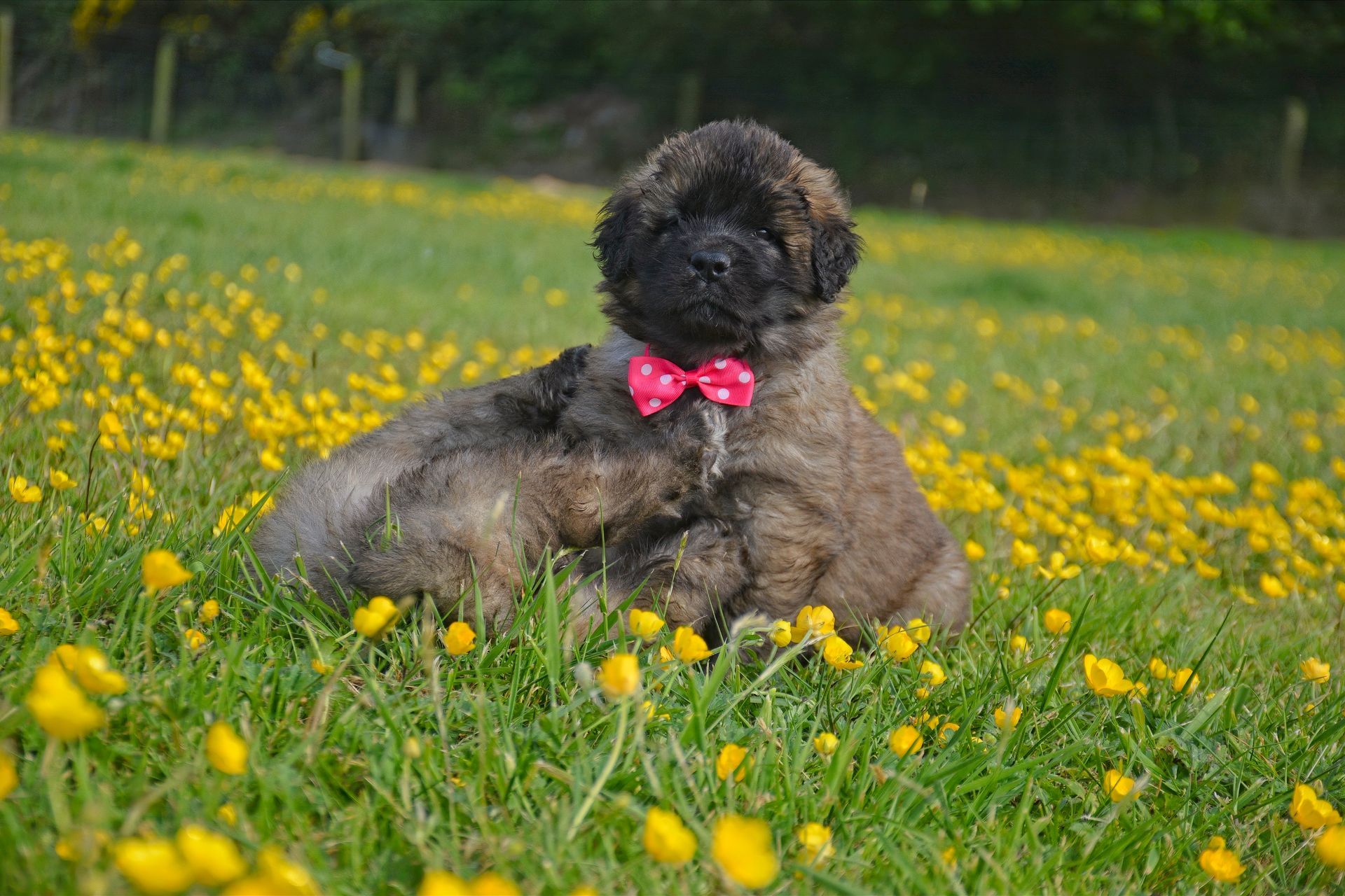 Puppy with brown fur and a pink bow tie sitting in a field of yellow flowers.