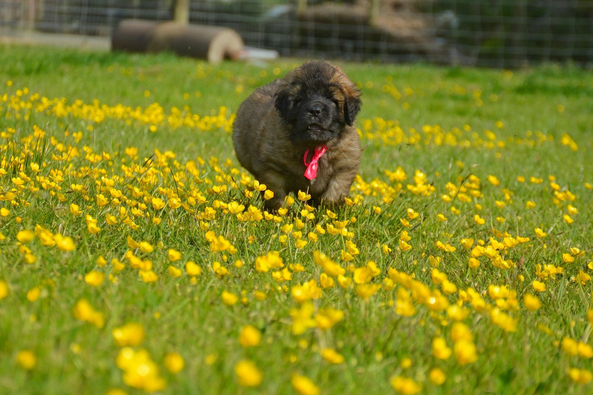 A brown puppy with a red collar runs through a field of yellow flowers.